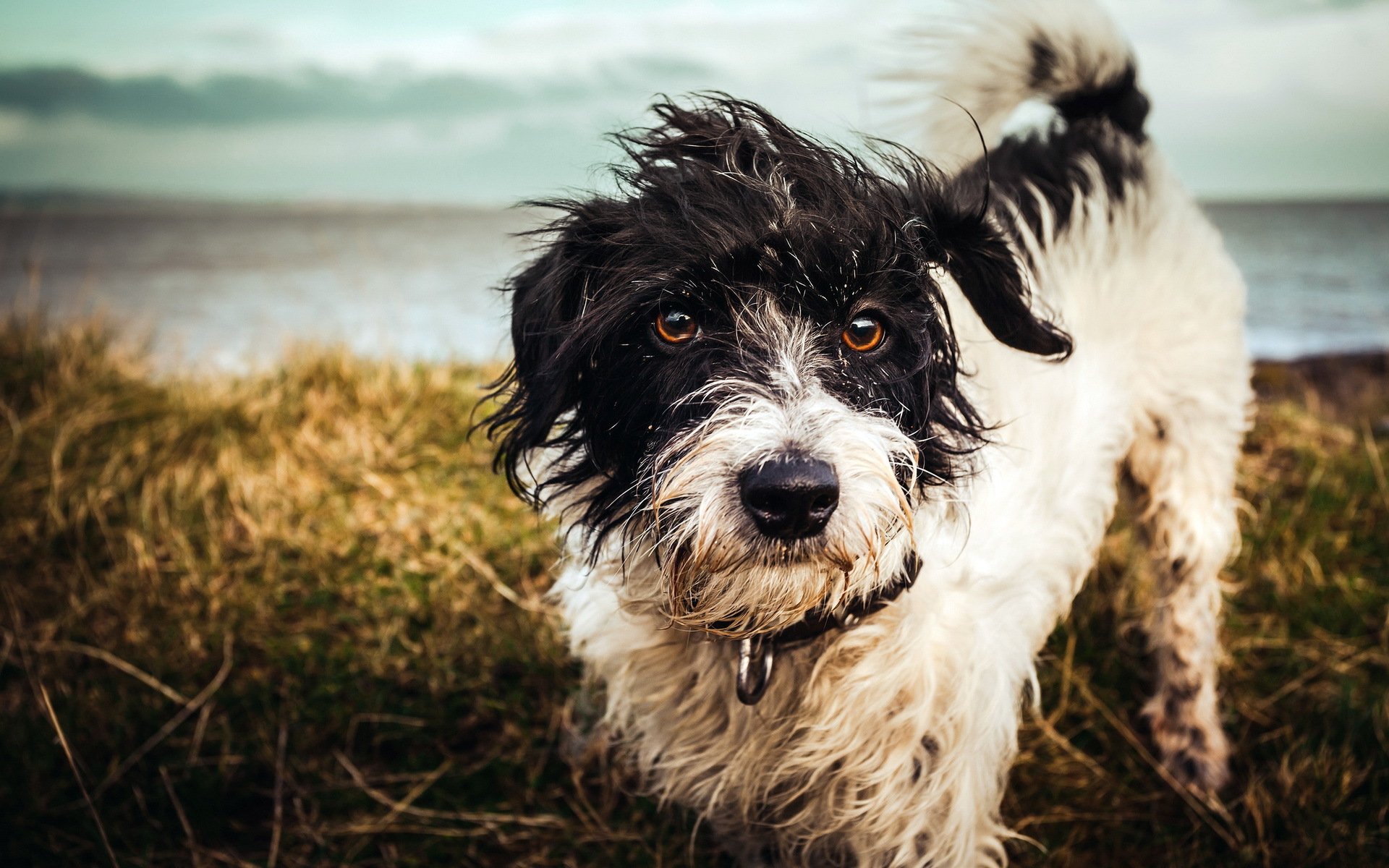 perro mirada fondo