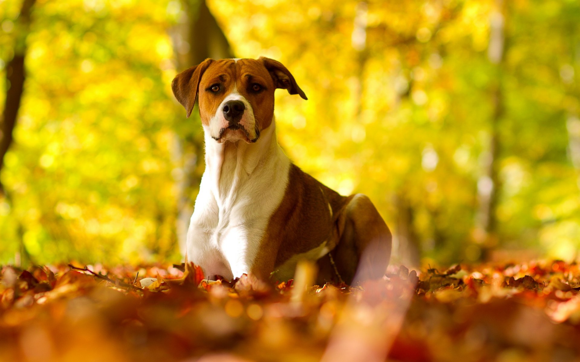 perro otoño naturaleza