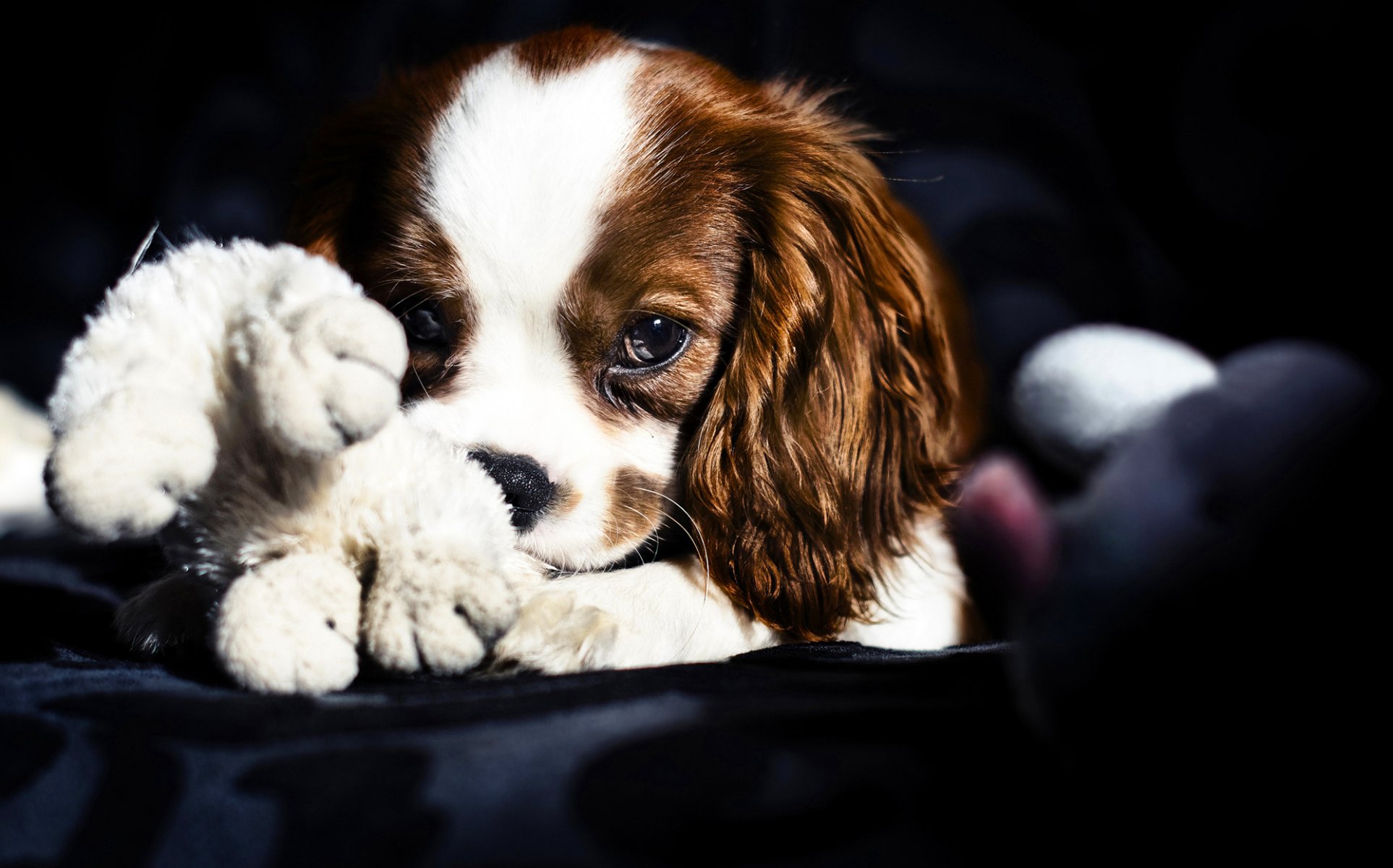 hund spaniel blick spielzeug liegt