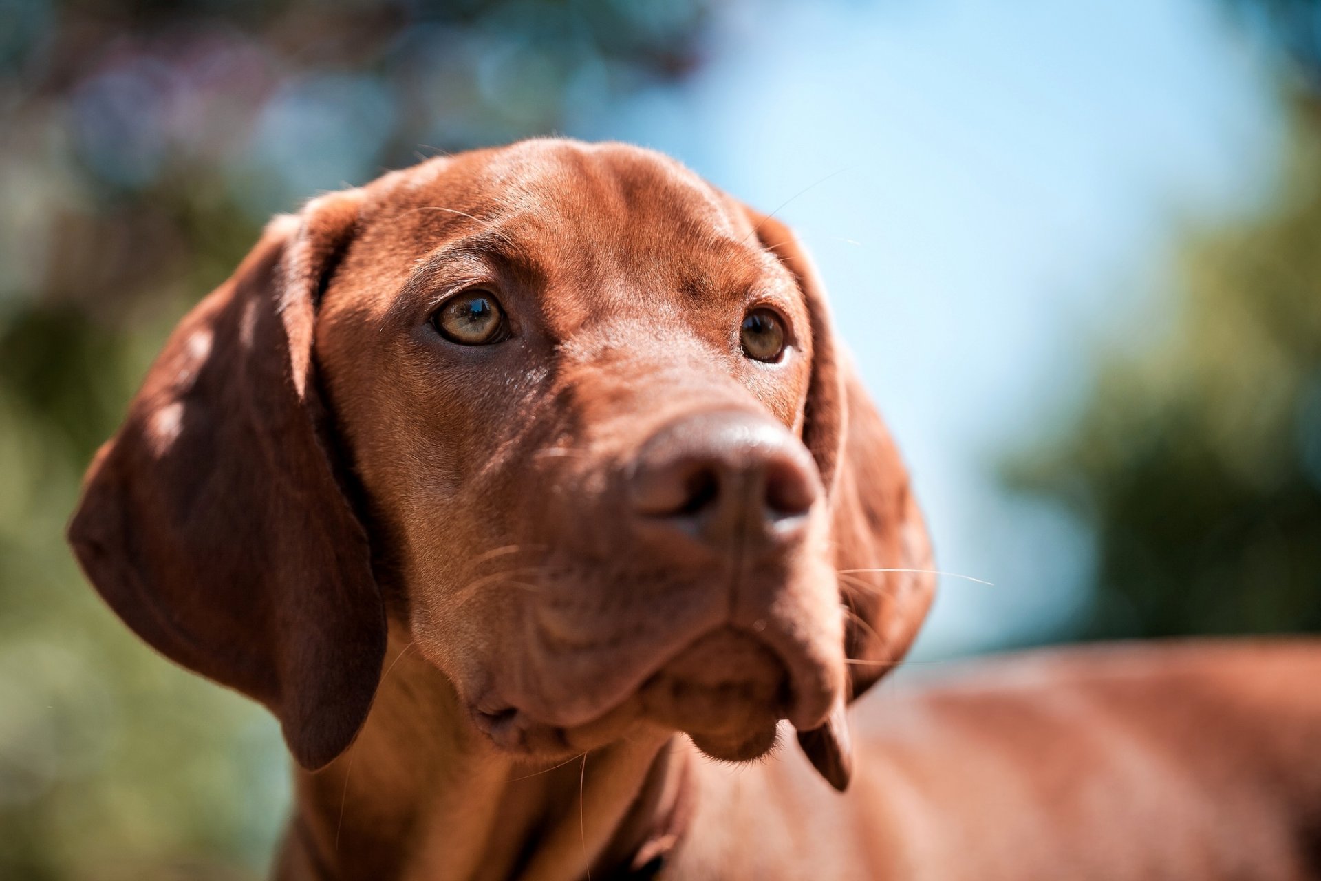 chien regard museau race hongrois policier