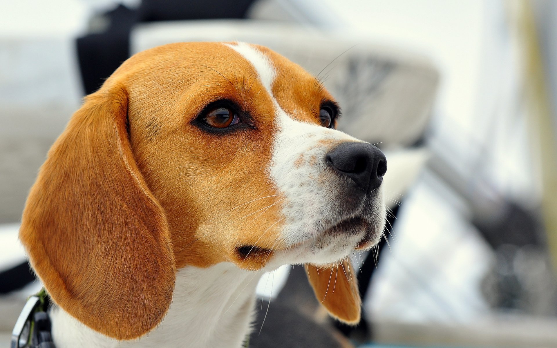 hund beagle freund