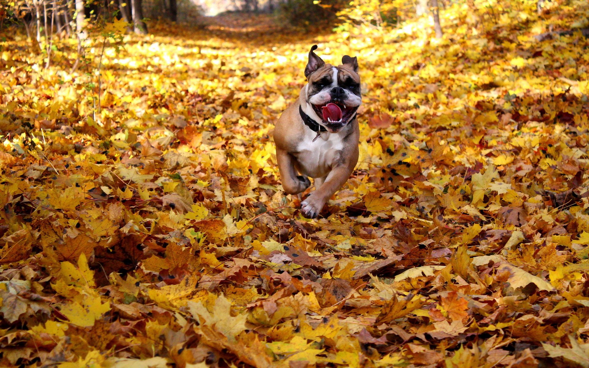 chien ami automne feuilles bulldog anglais