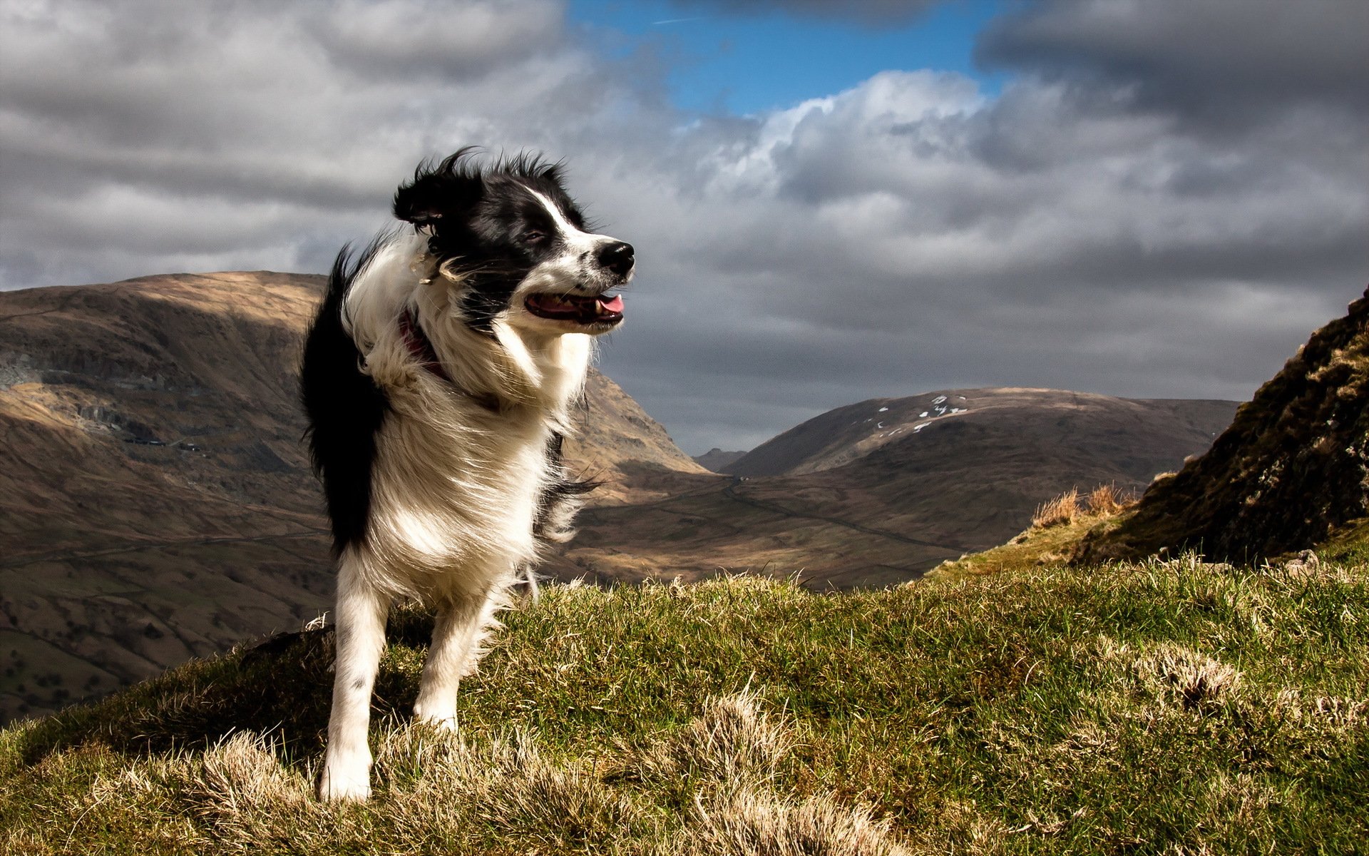 chien ami montagnes