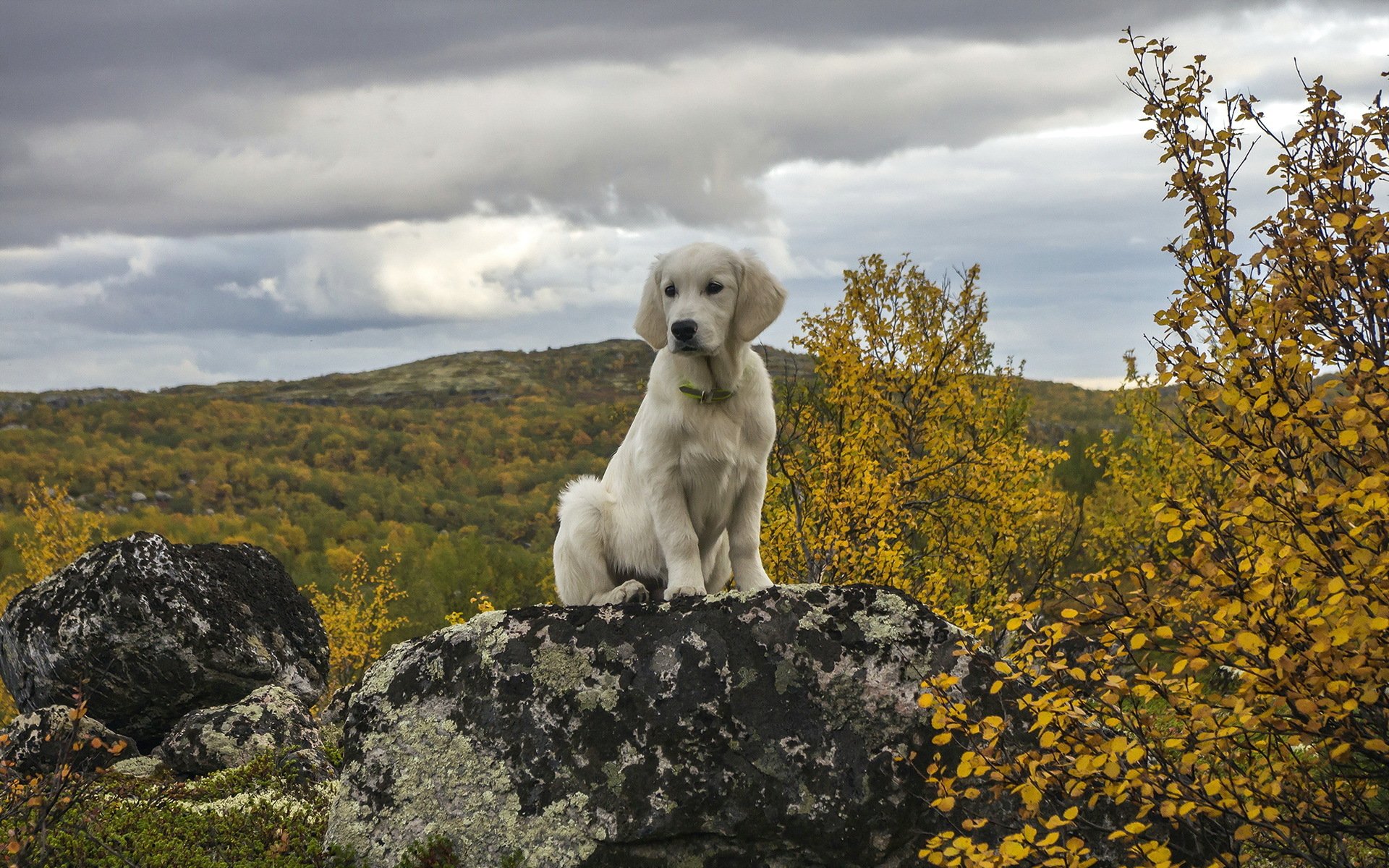 perro amigo naturaleza