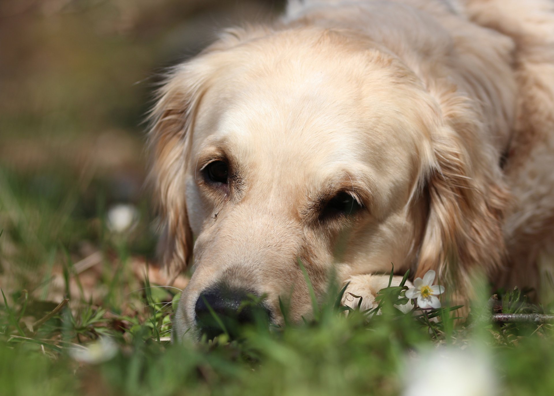 golden retriever golden retriever tristesse