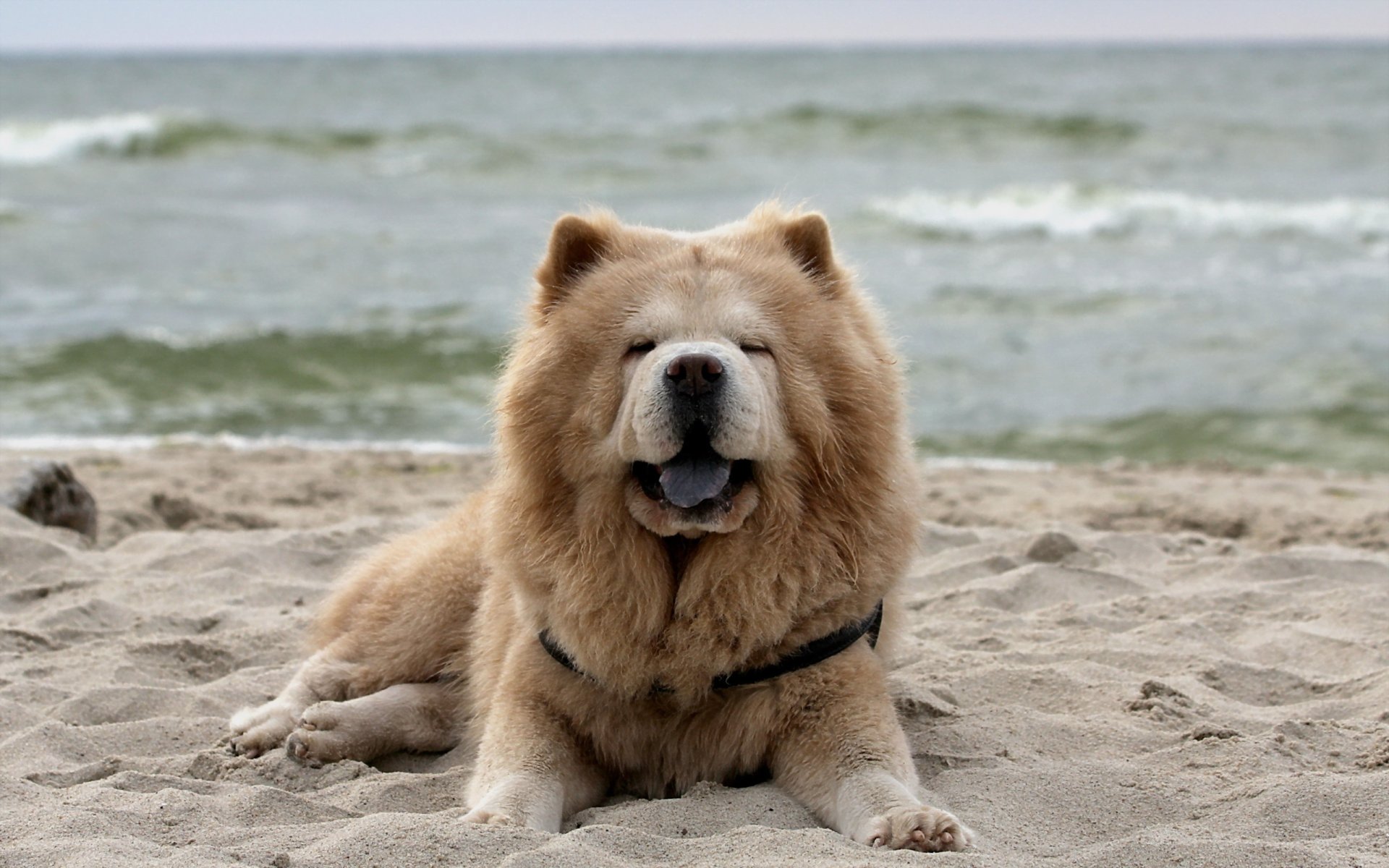 hund chow chow blick