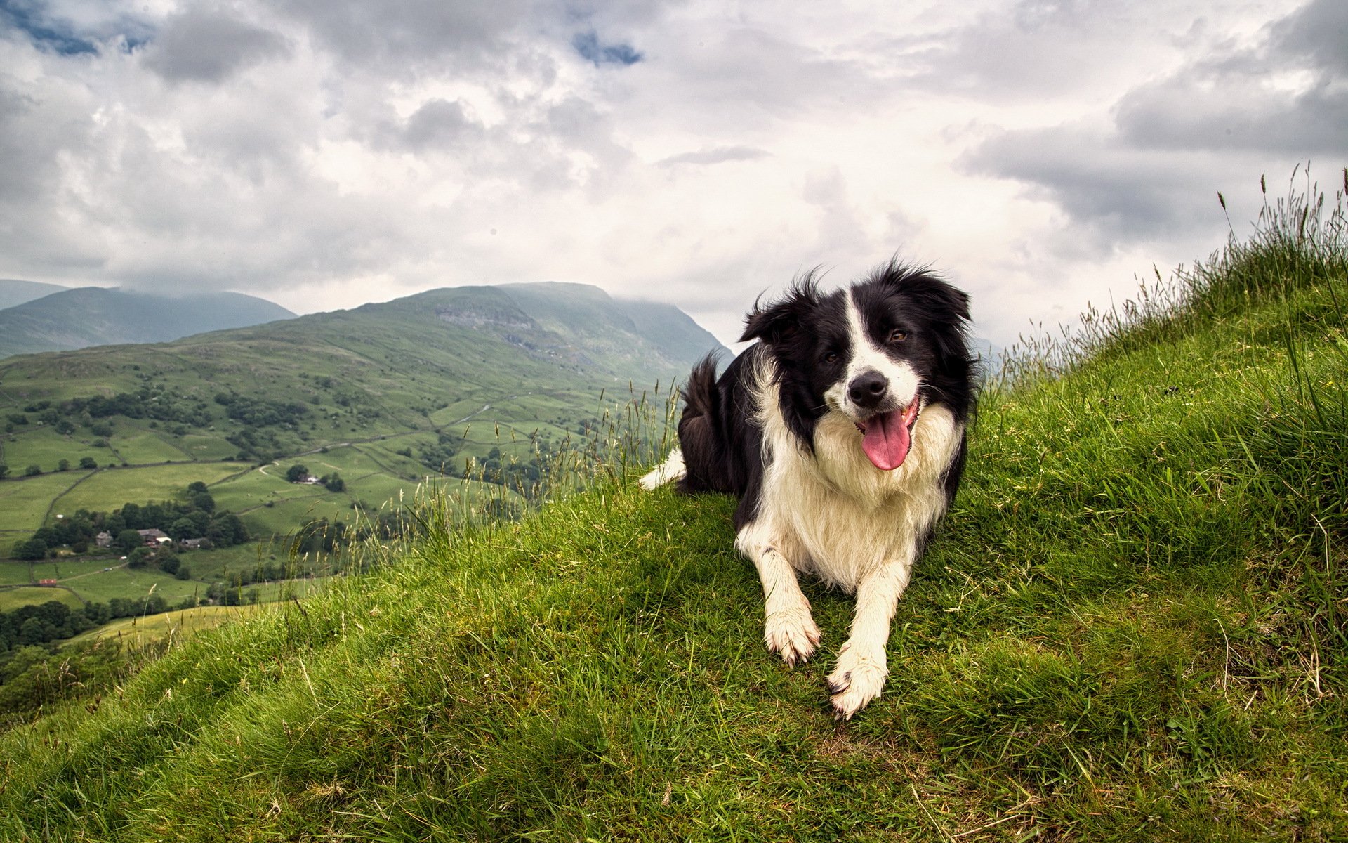 perro amigo naturaleza