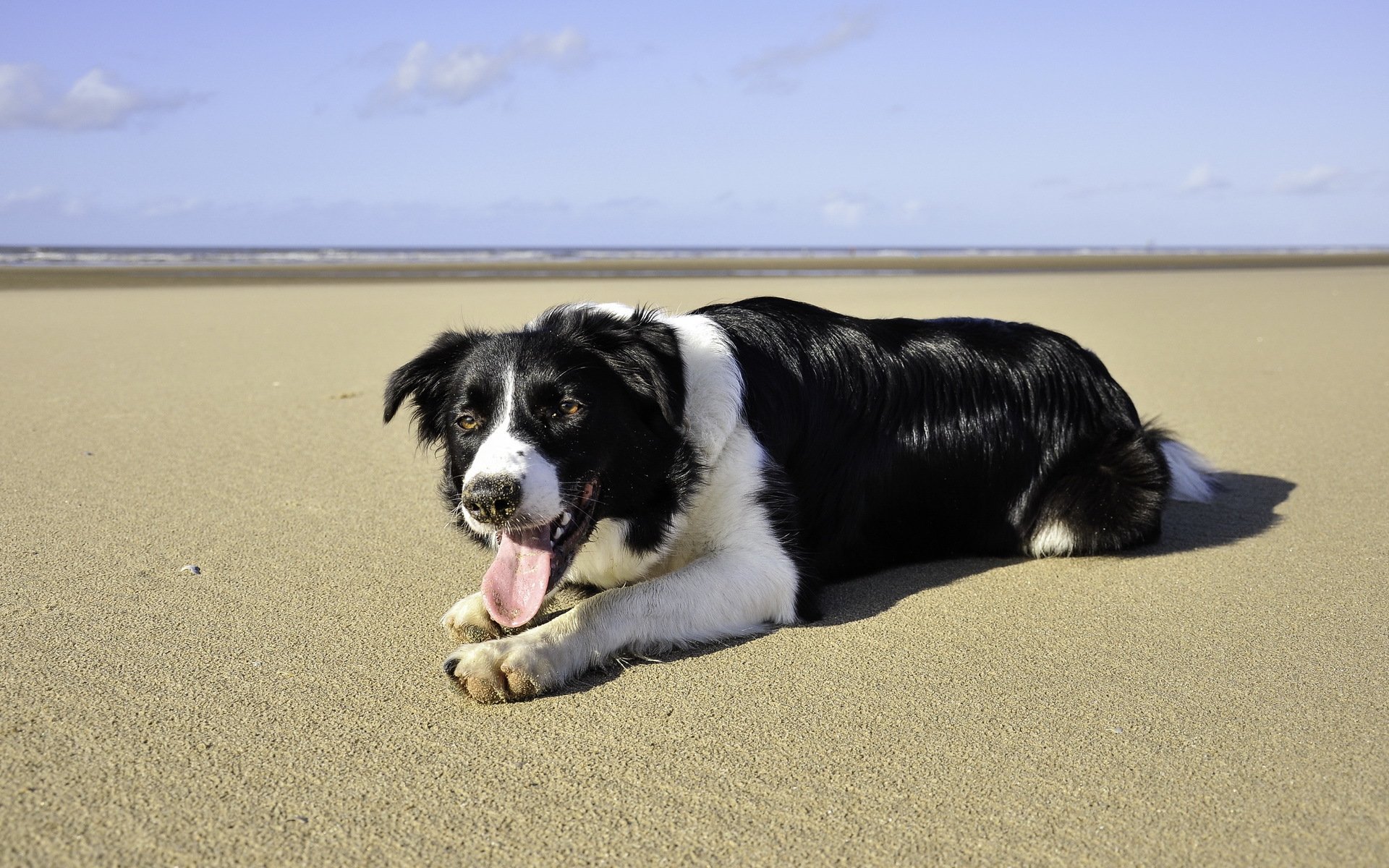 dog sea beach summer