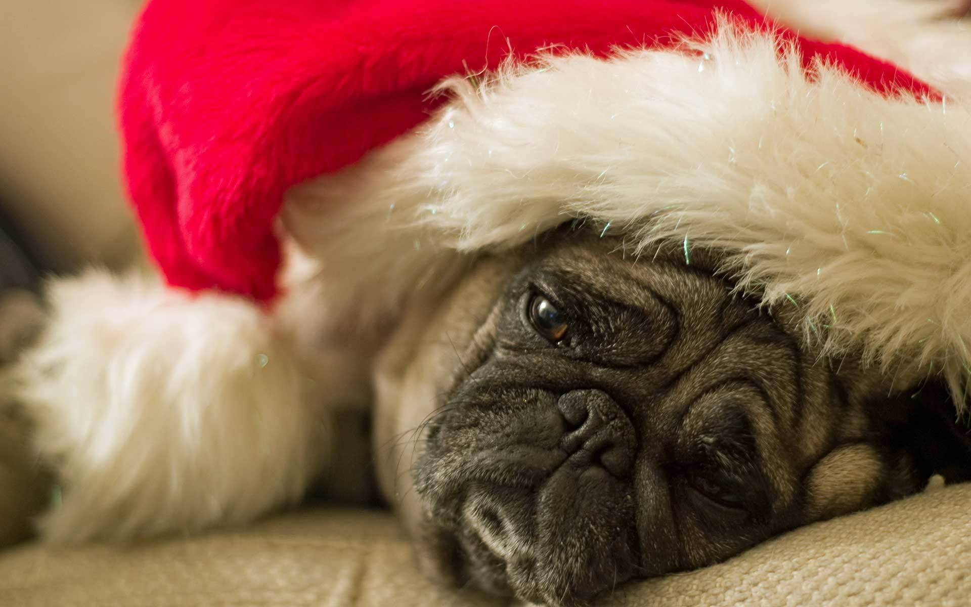 dog pug sad waiting for a holiday santa hat