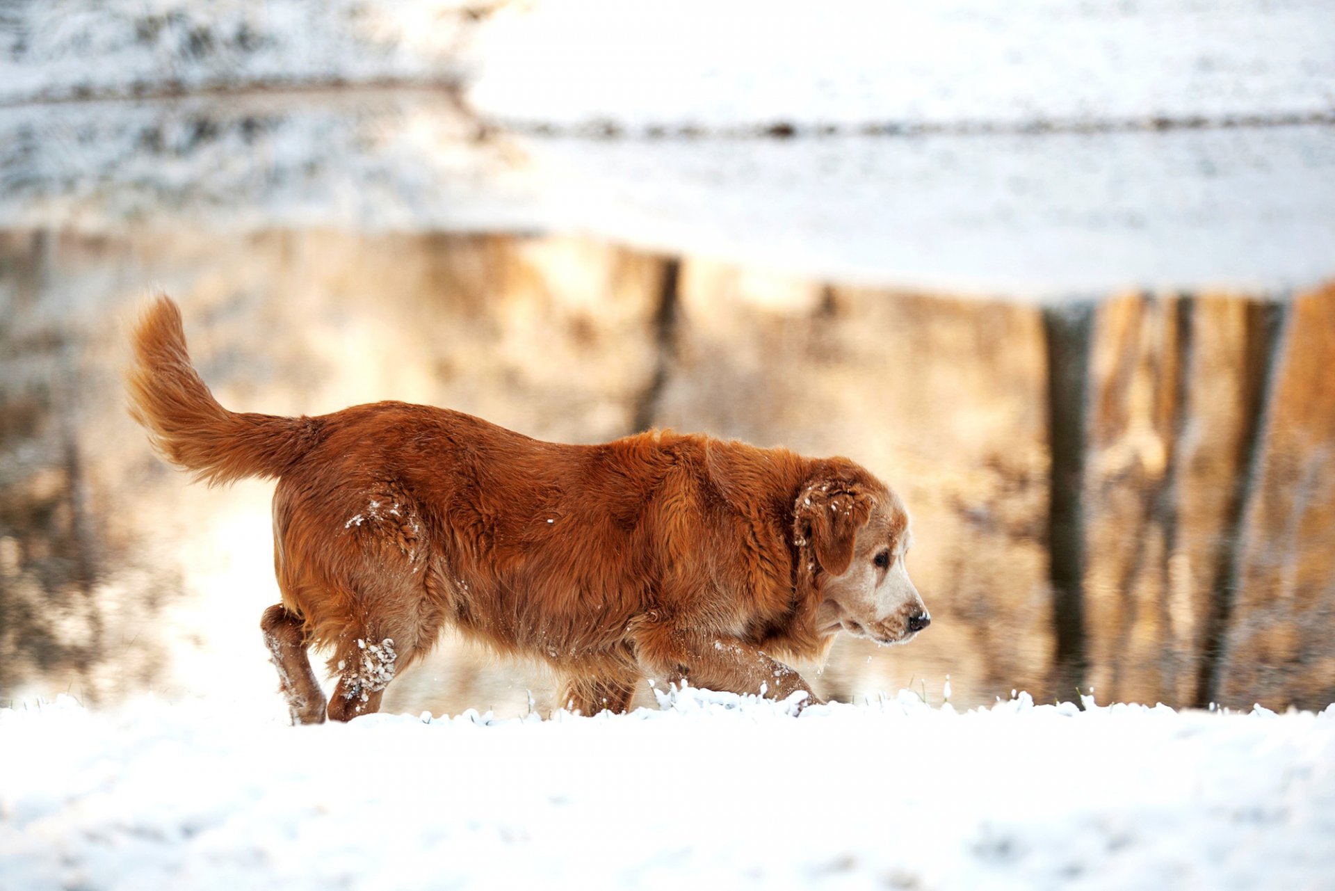 retriever golden hund winter schnee see natur