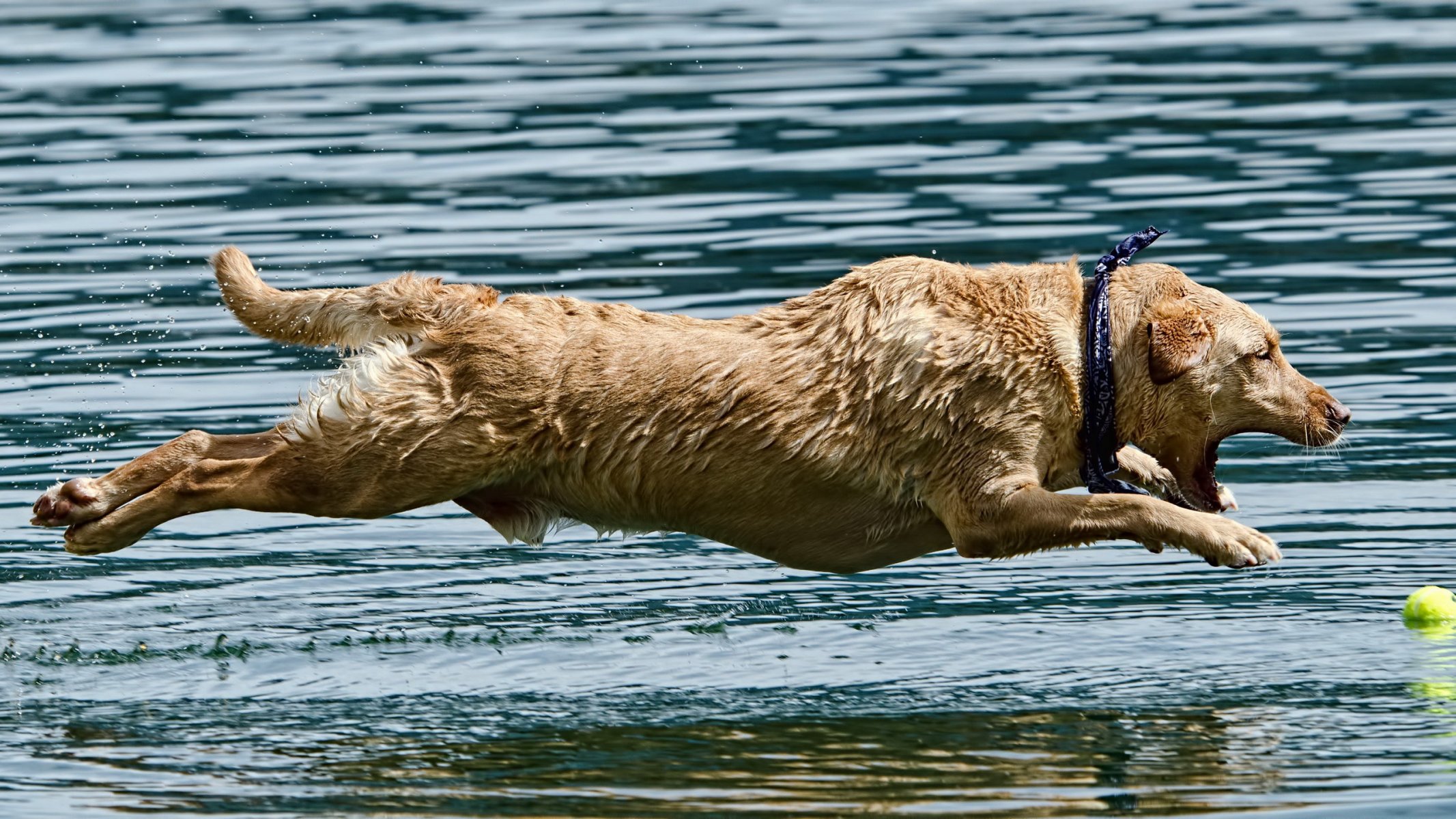 собака вода прыжок