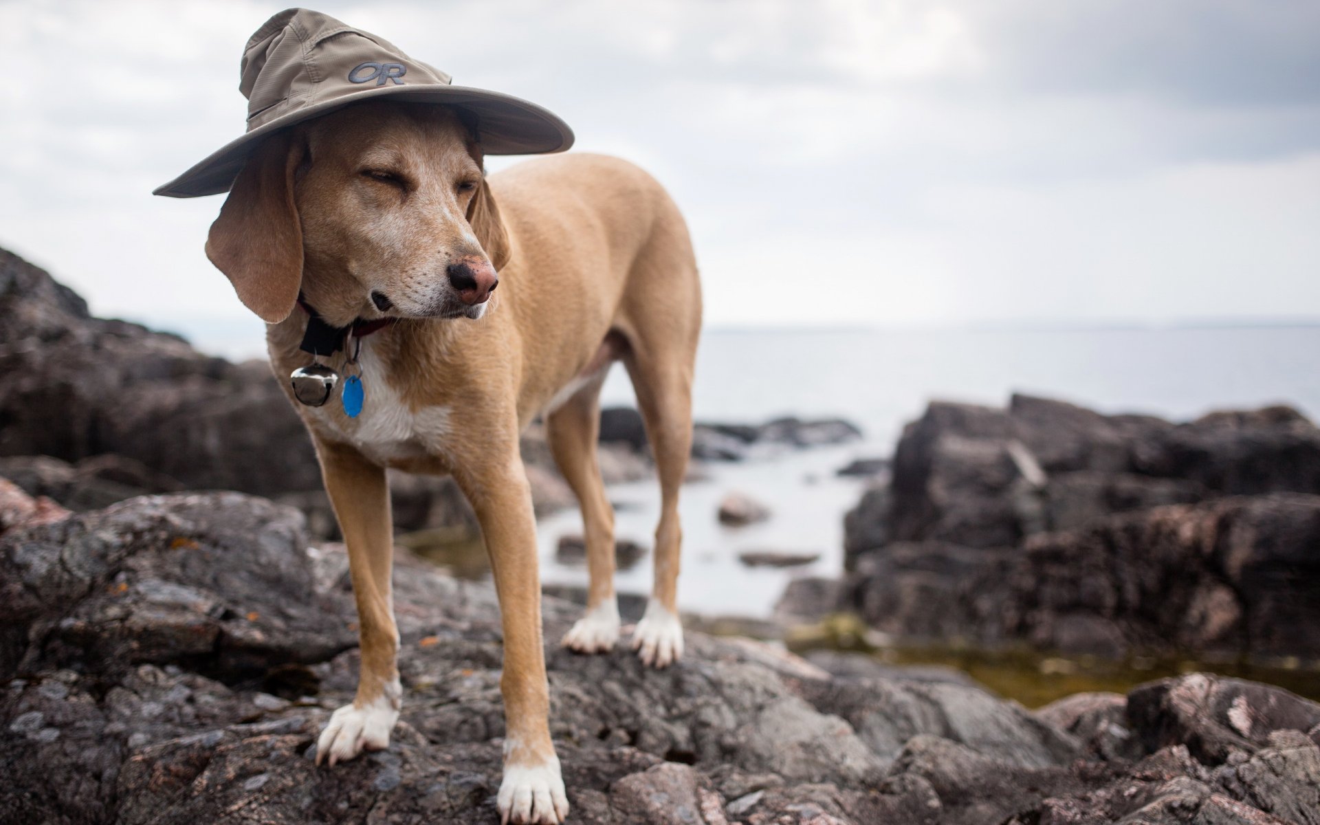 meister hund hund freund