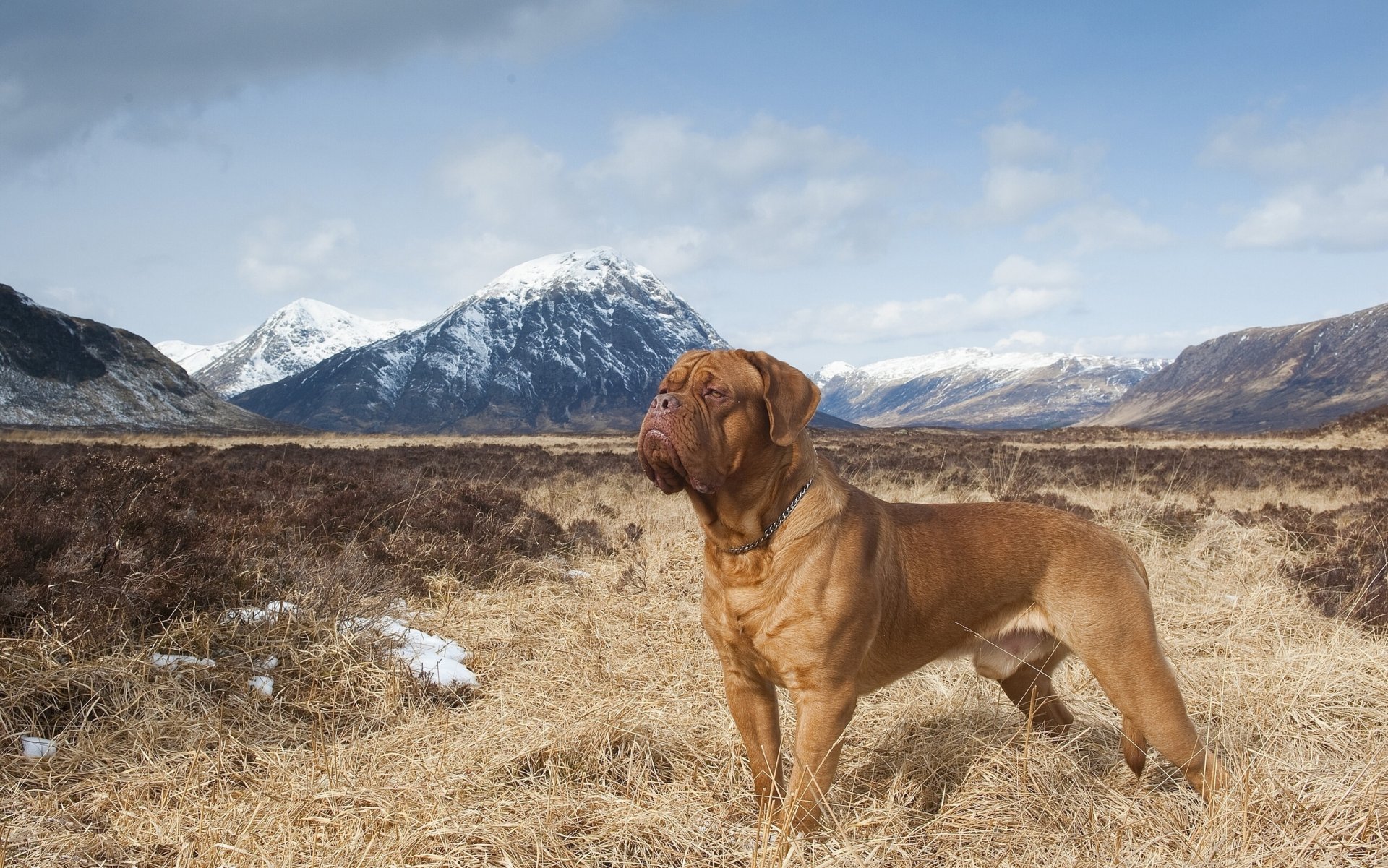 cane bordolese montagne natura