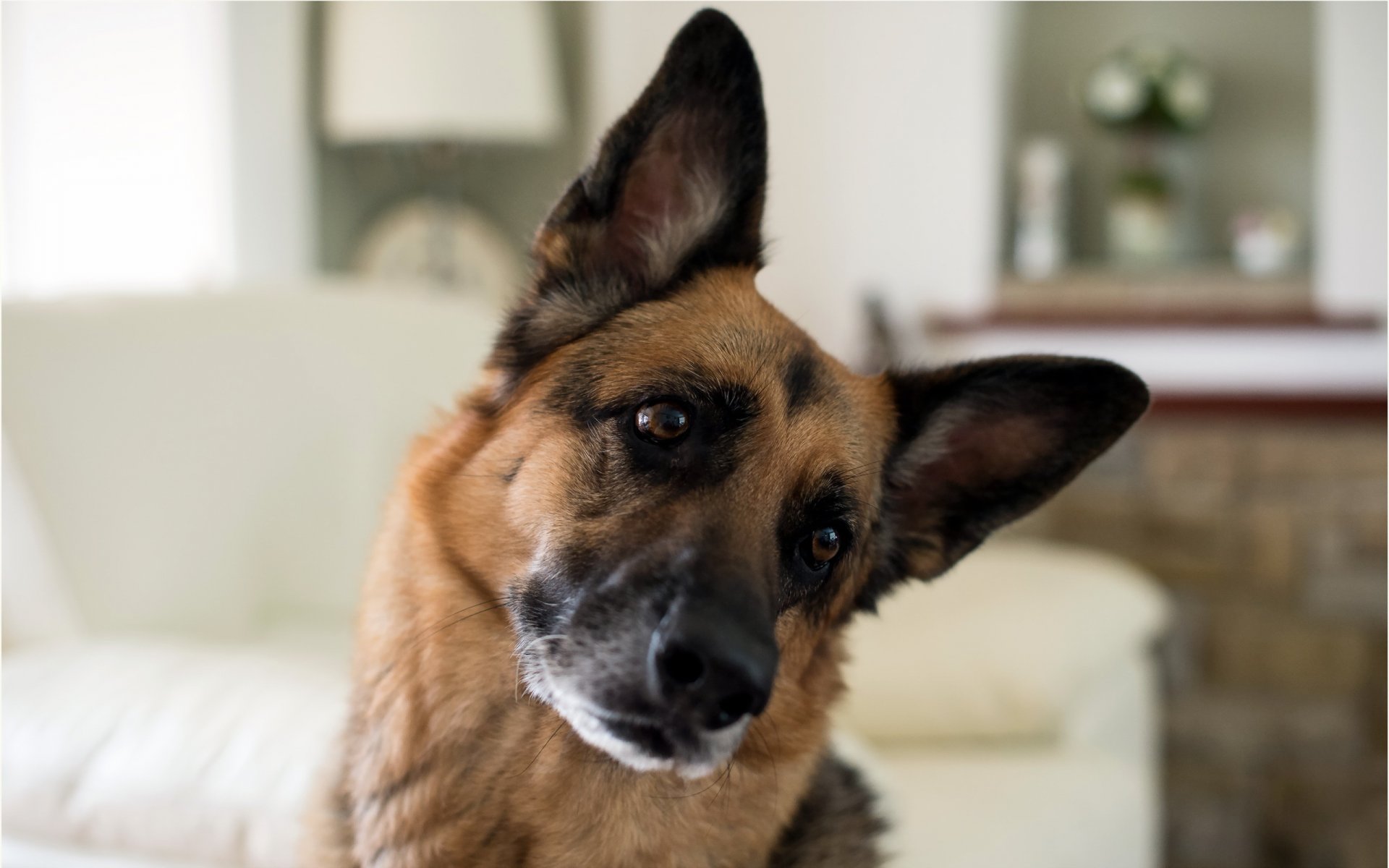 perro mirada amigo