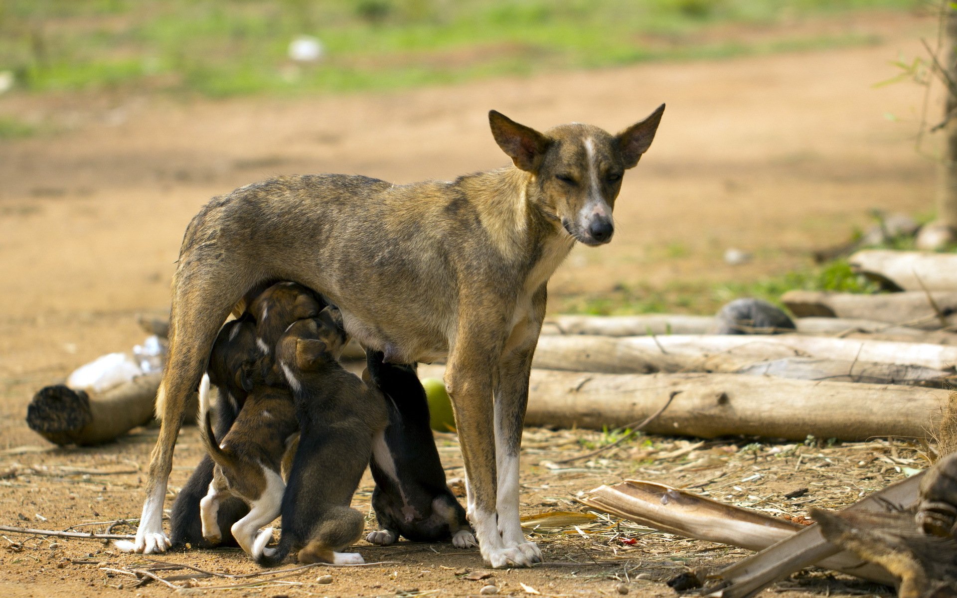 perra cachorros vida