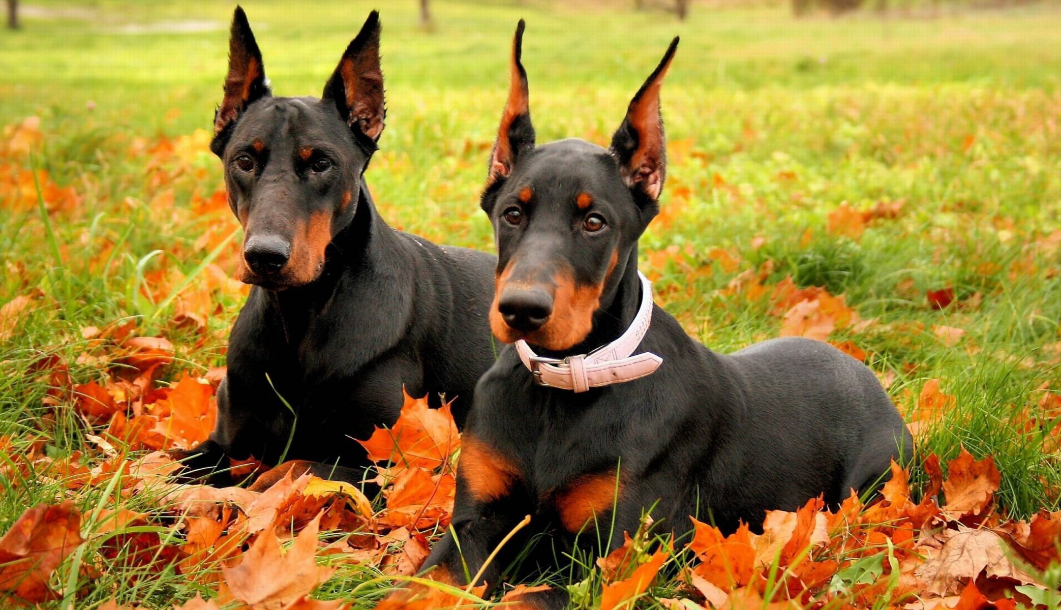 doberman automne deux doberman race chiens