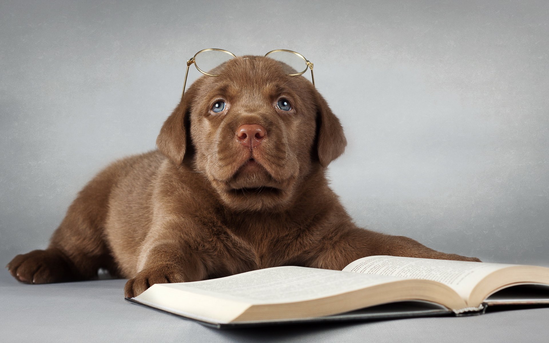 labrador cane libro occhiali amico