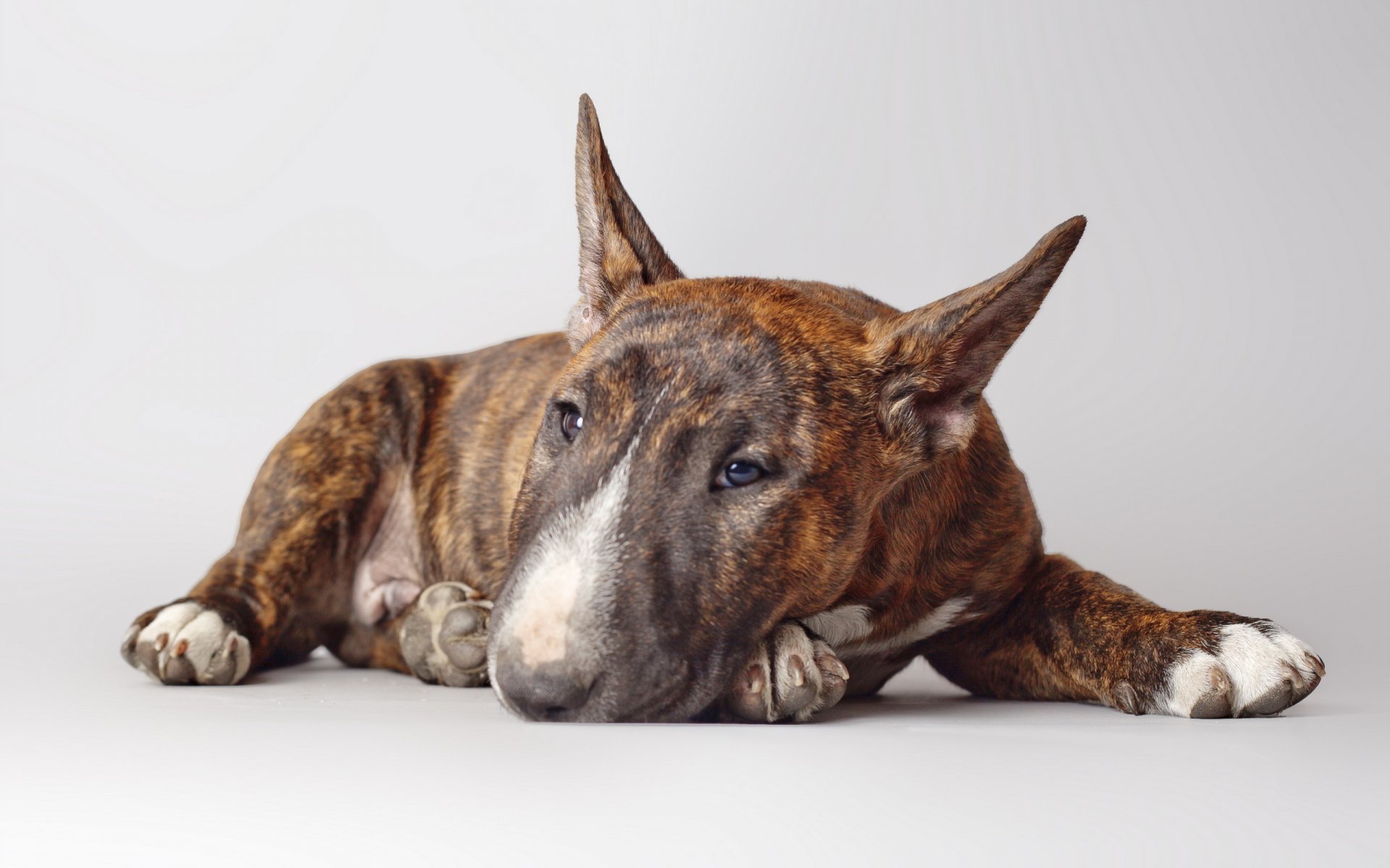 bull terrier perro amigo