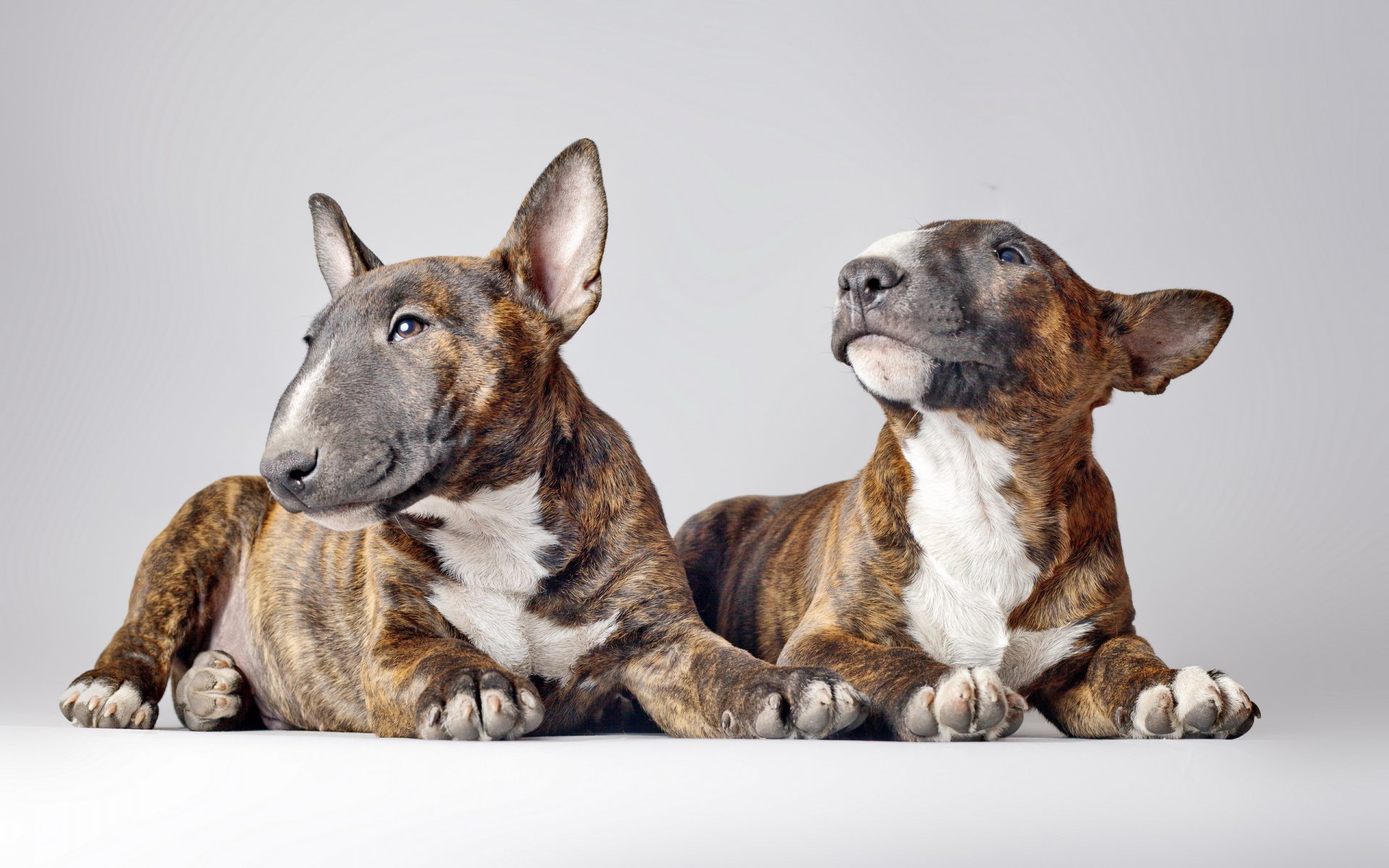 bull terrier cani sfondo