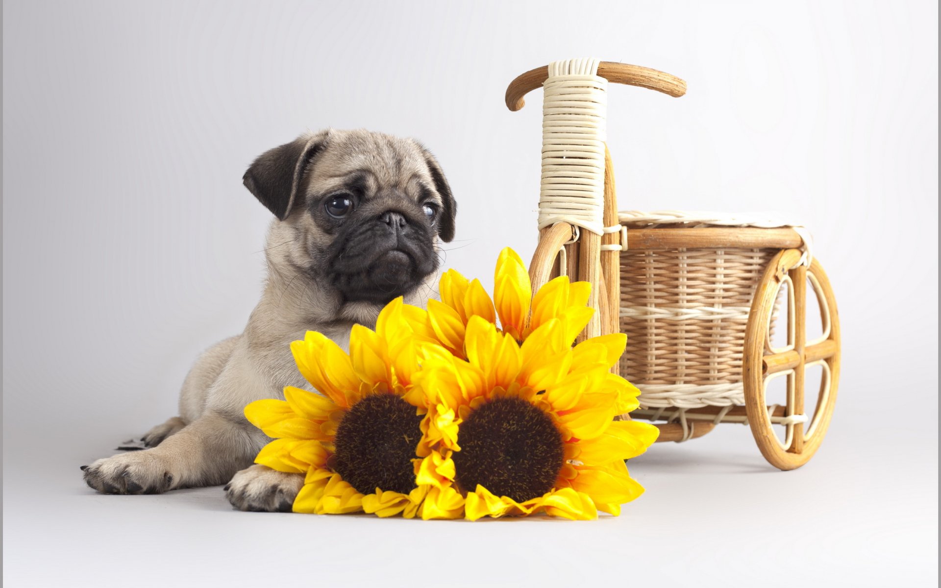 chien fleurs fond