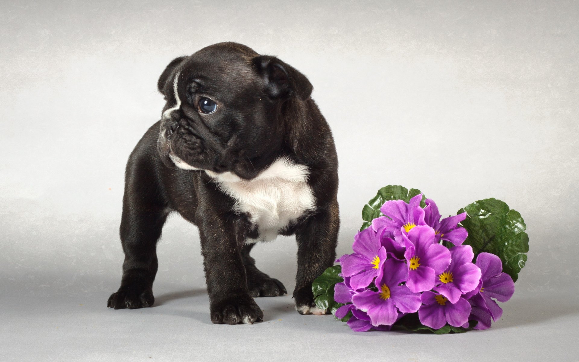 dog puppy flower