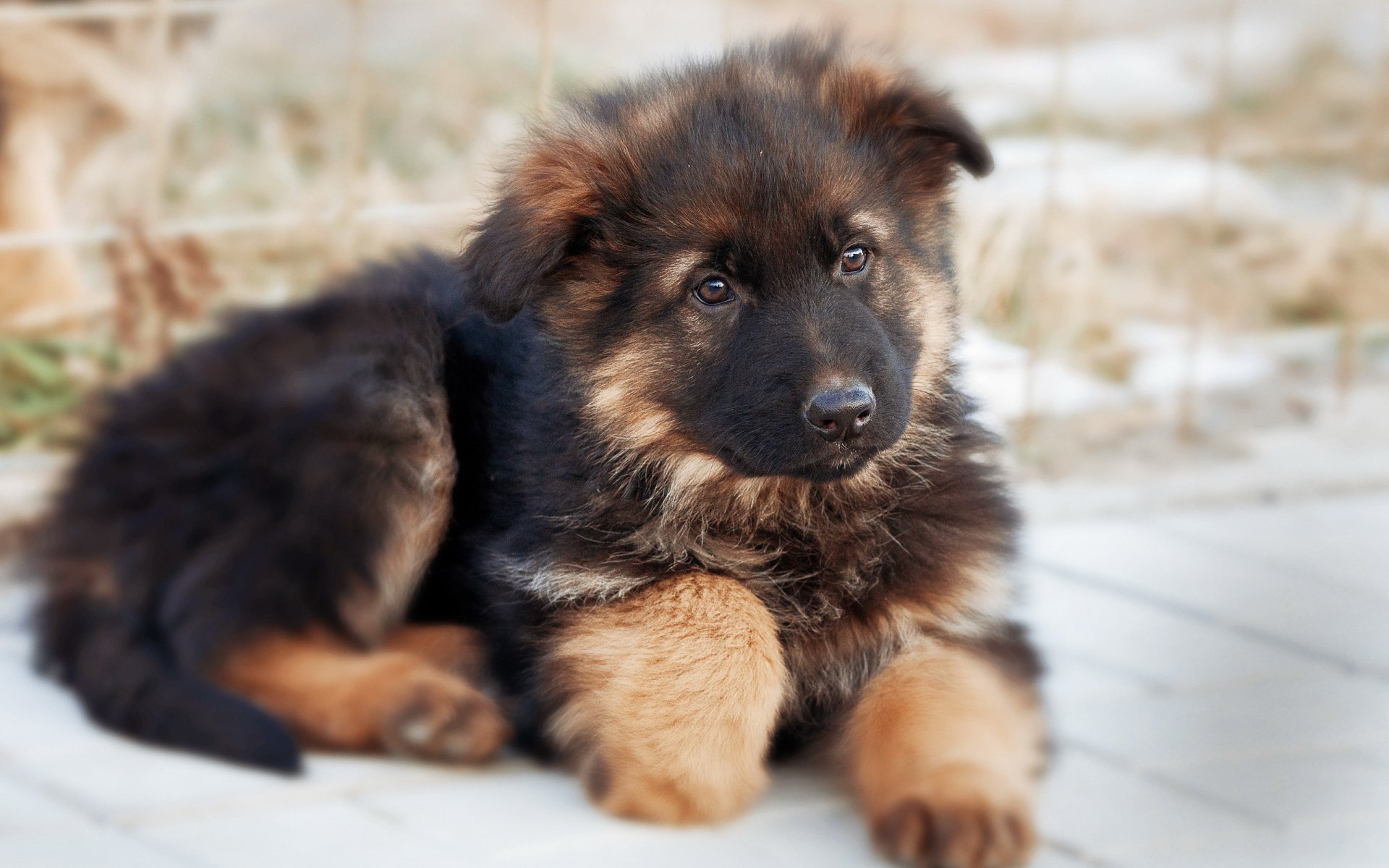 deutscher schäferhund hund freund welpe