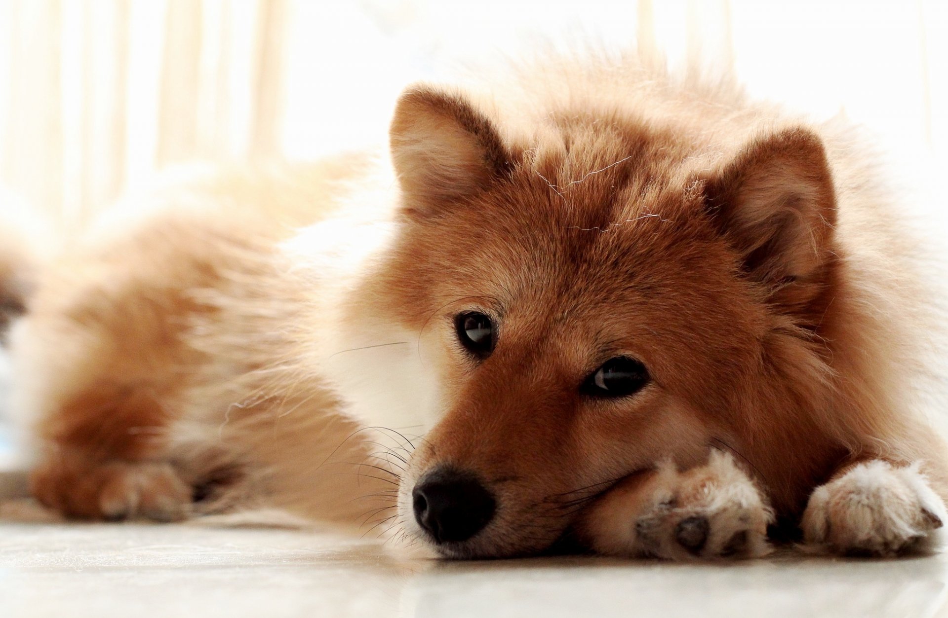 cane si trova sguardo muso zampe