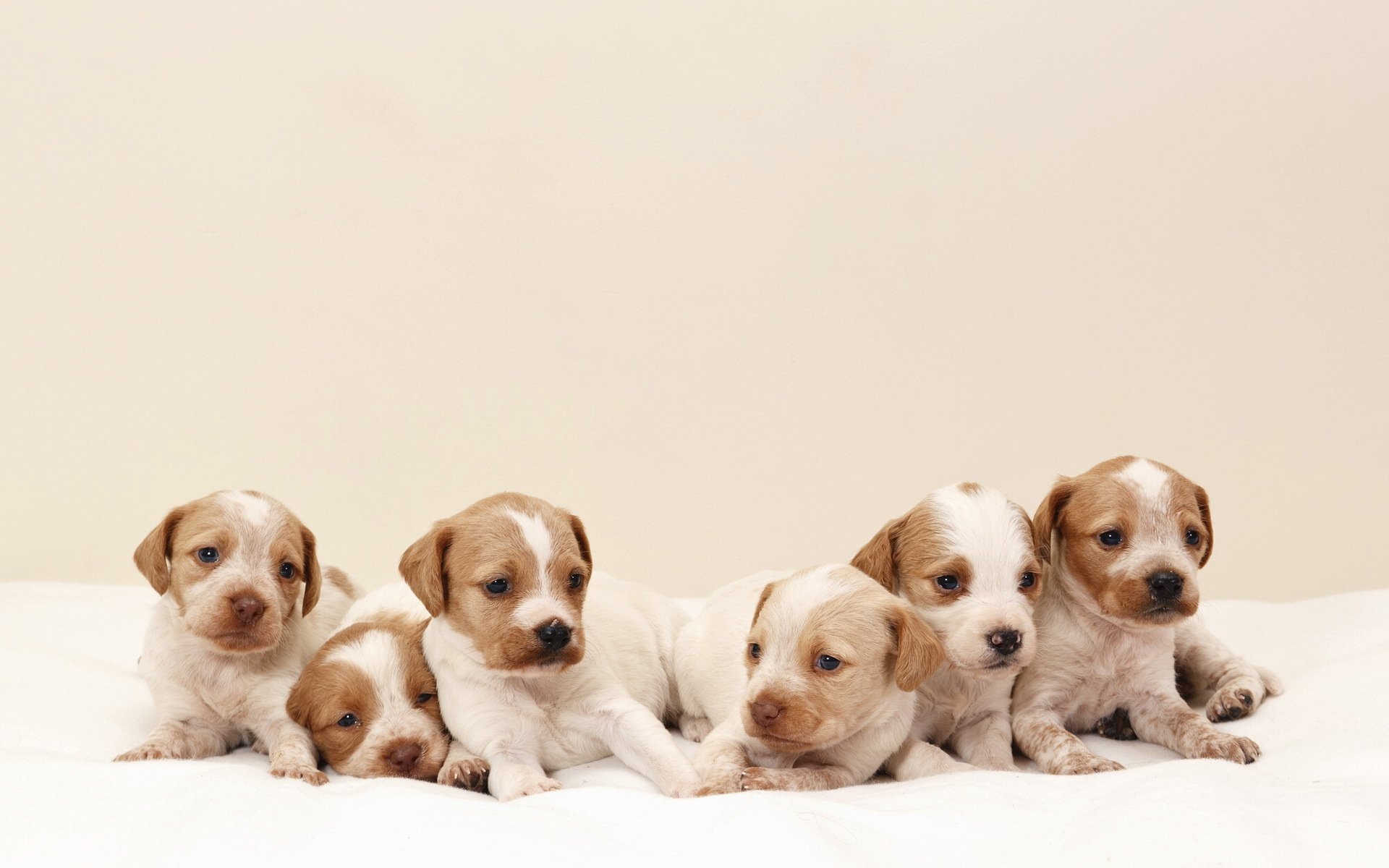 dogs puppies background