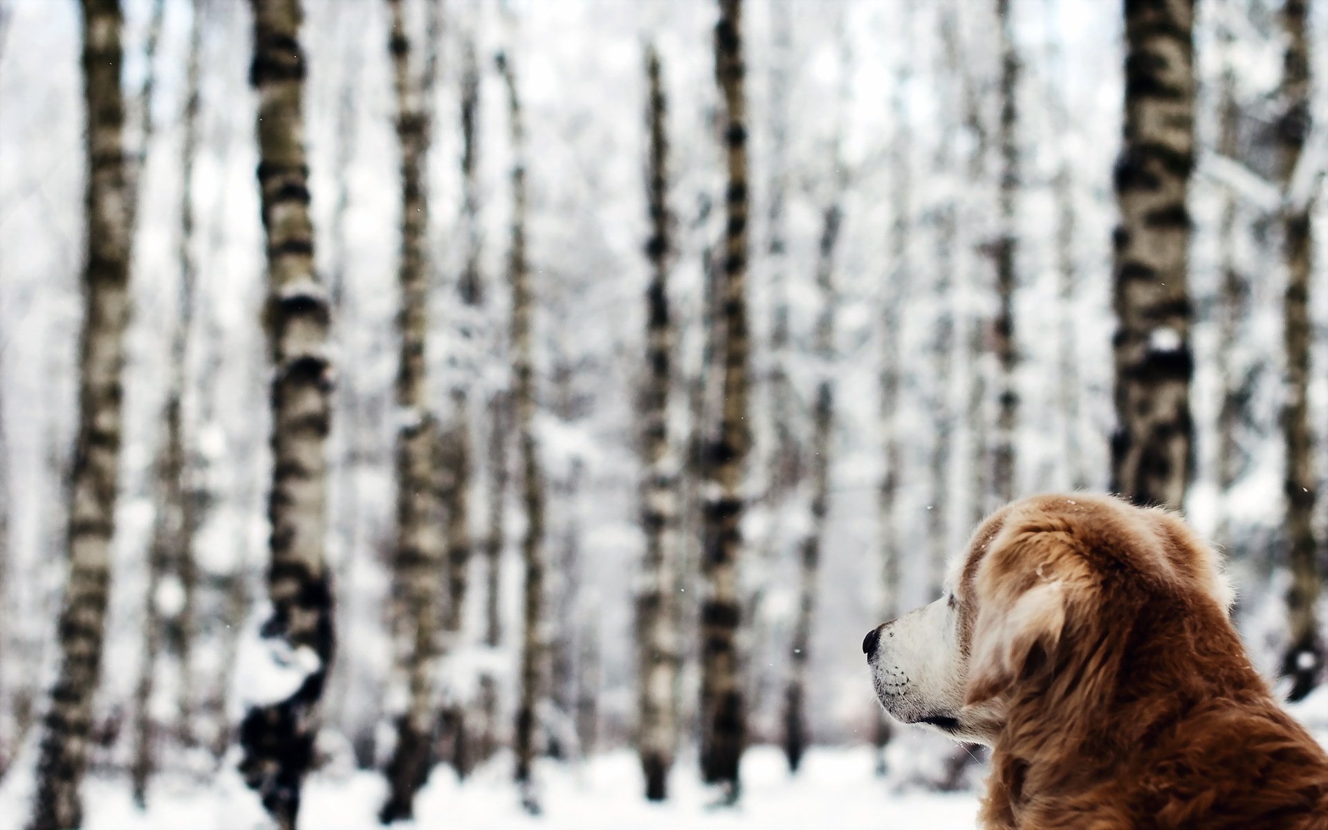 dog forest winter