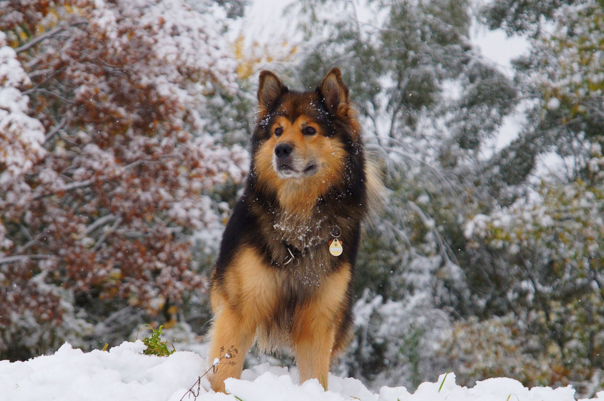 hund blick tier wolle ohren kragen winter schnee bäume