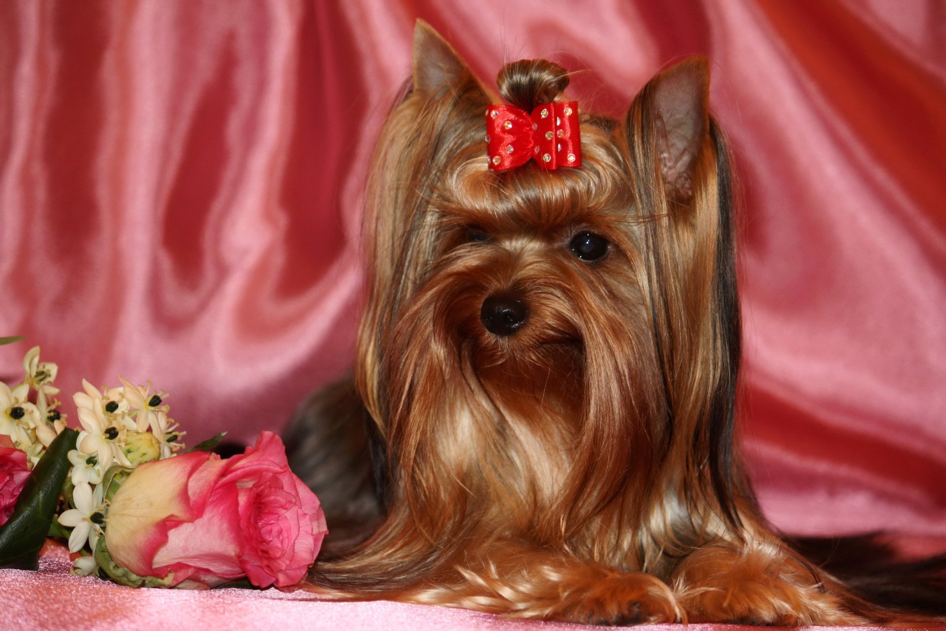 dog yorkshire terrier animals rose photo