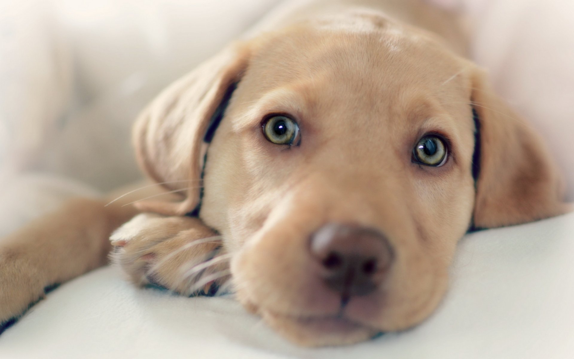 cane sguardo amico