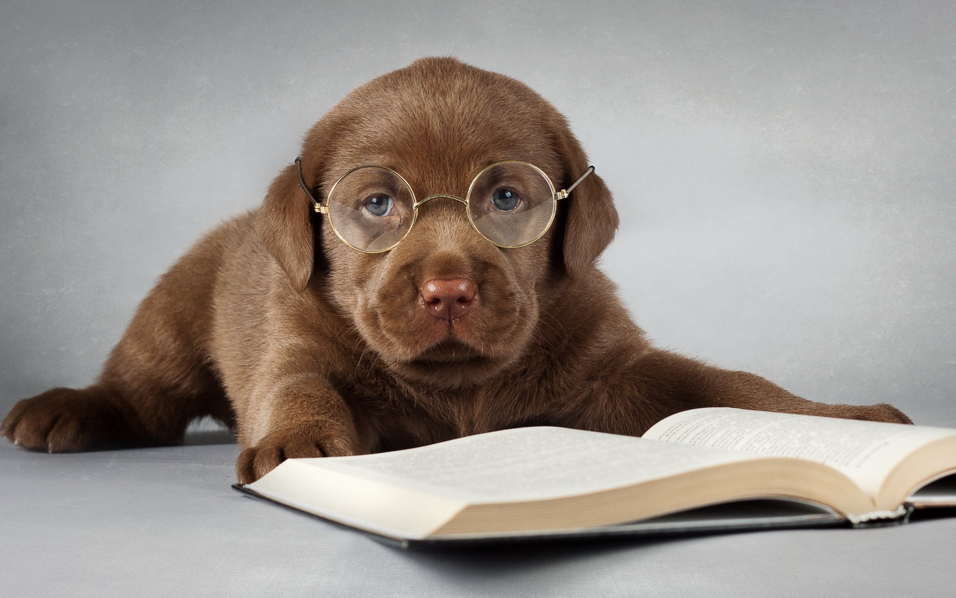 labrador hund buch brille freund