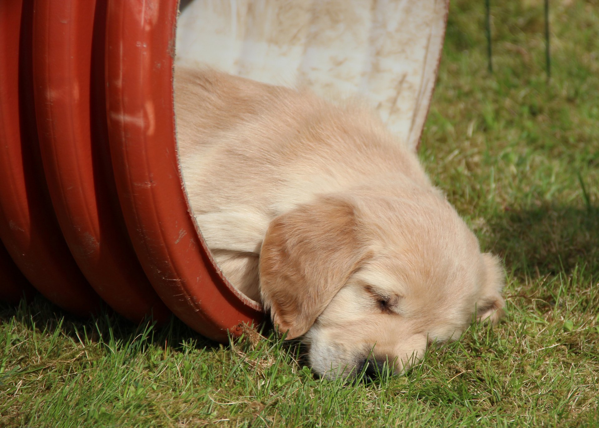 golden retriever golden retriever chiot sommeil