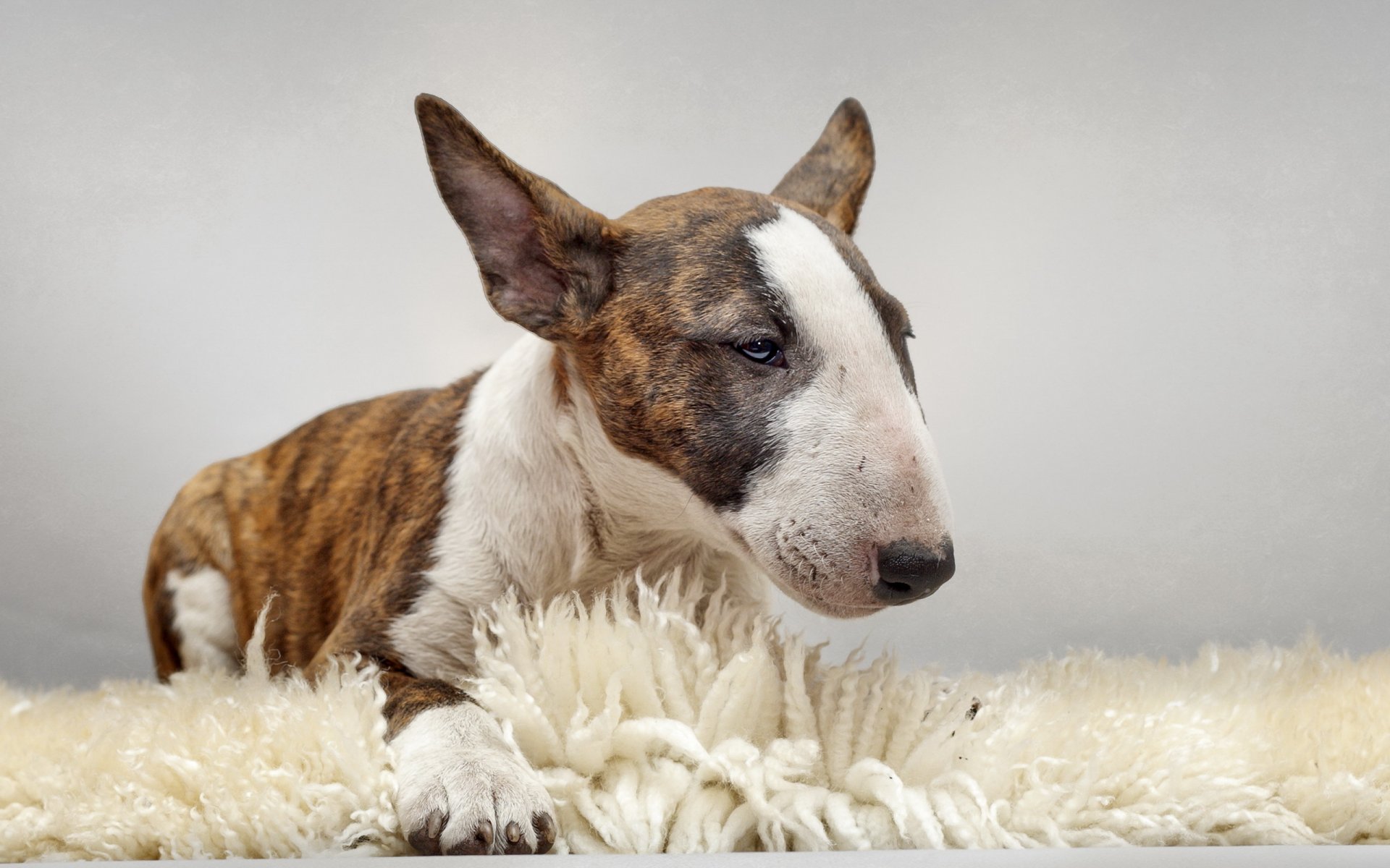 bull terrier perro amigo