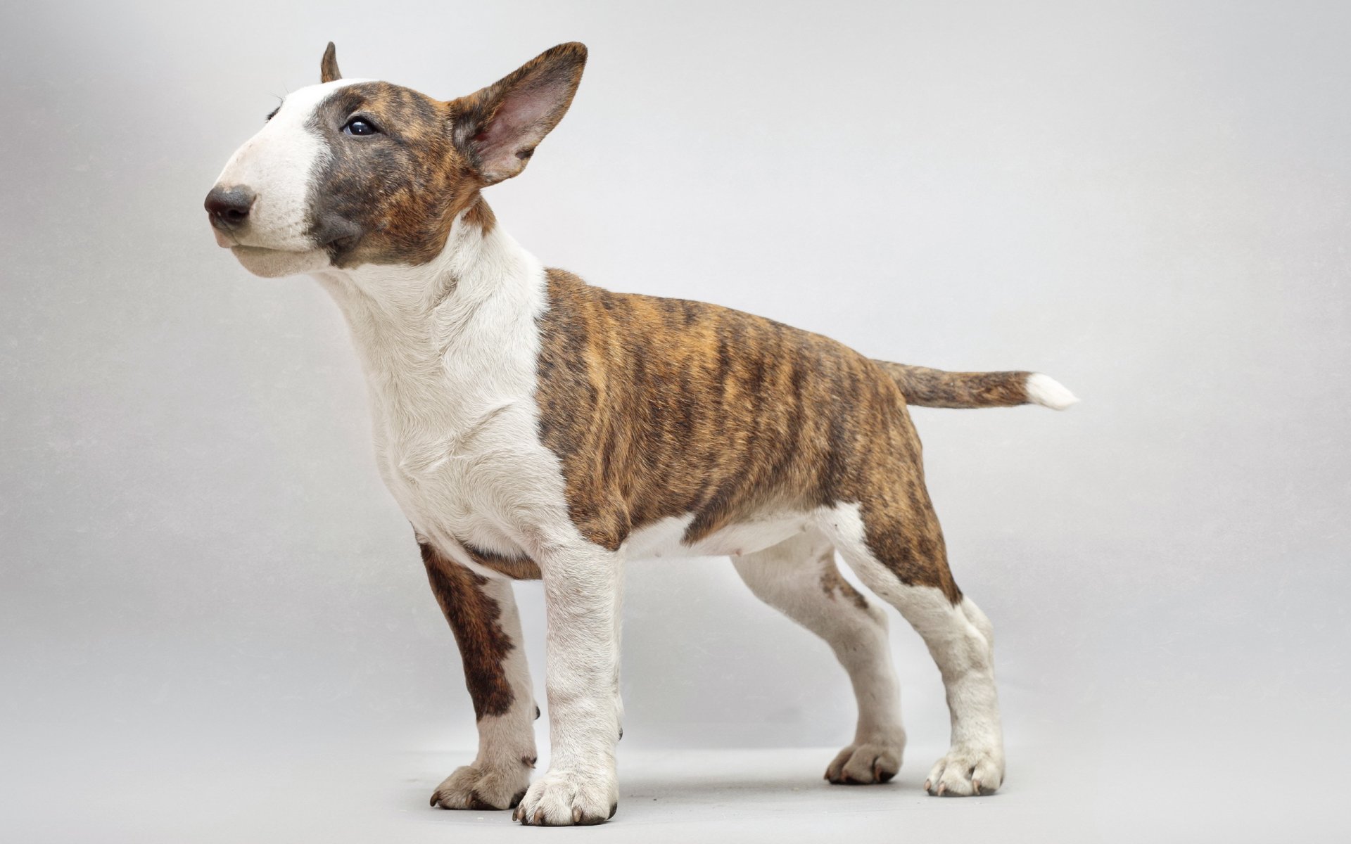 bullterrier hund freund