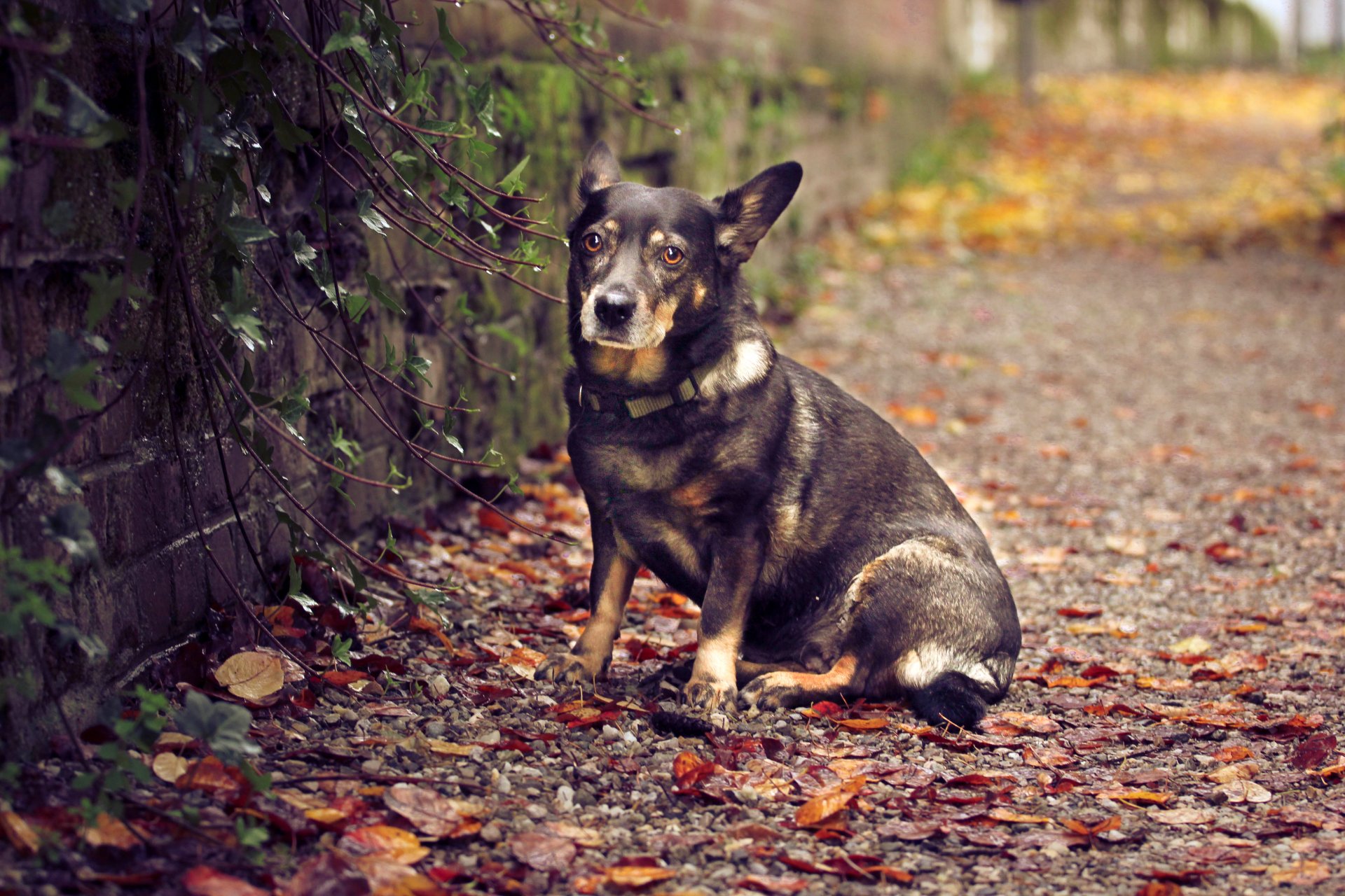 perro sentado hojas pared naturaleza otoño