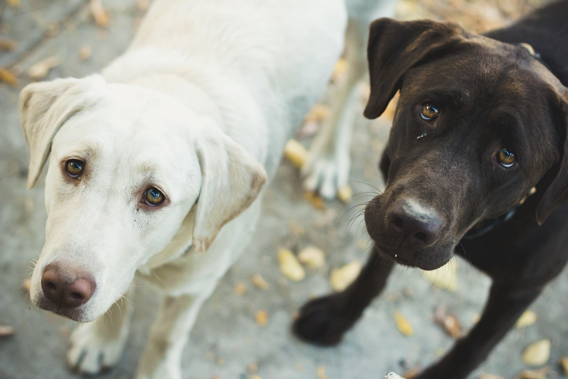 chiens vue amis