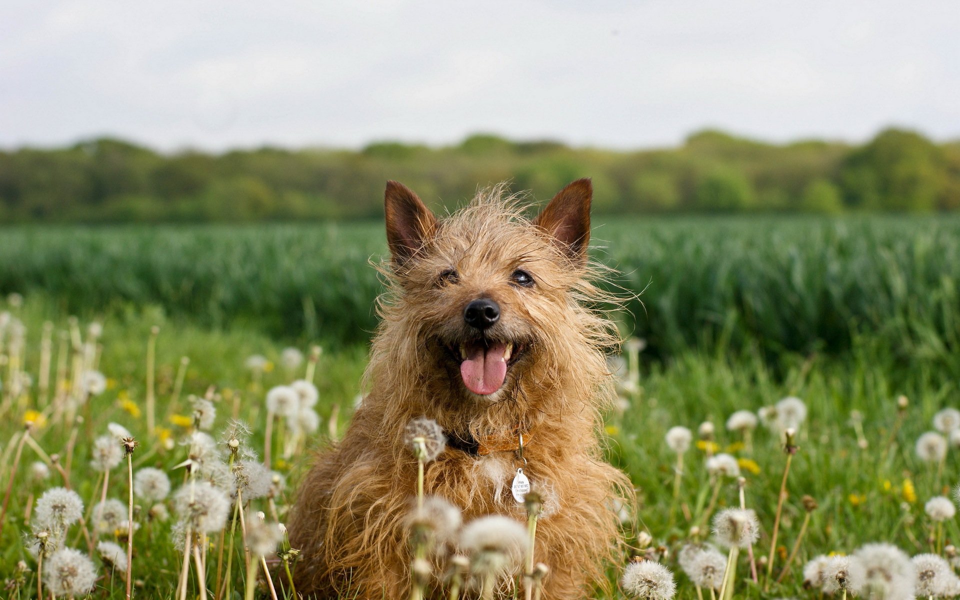 perro dientes de león naturaleza