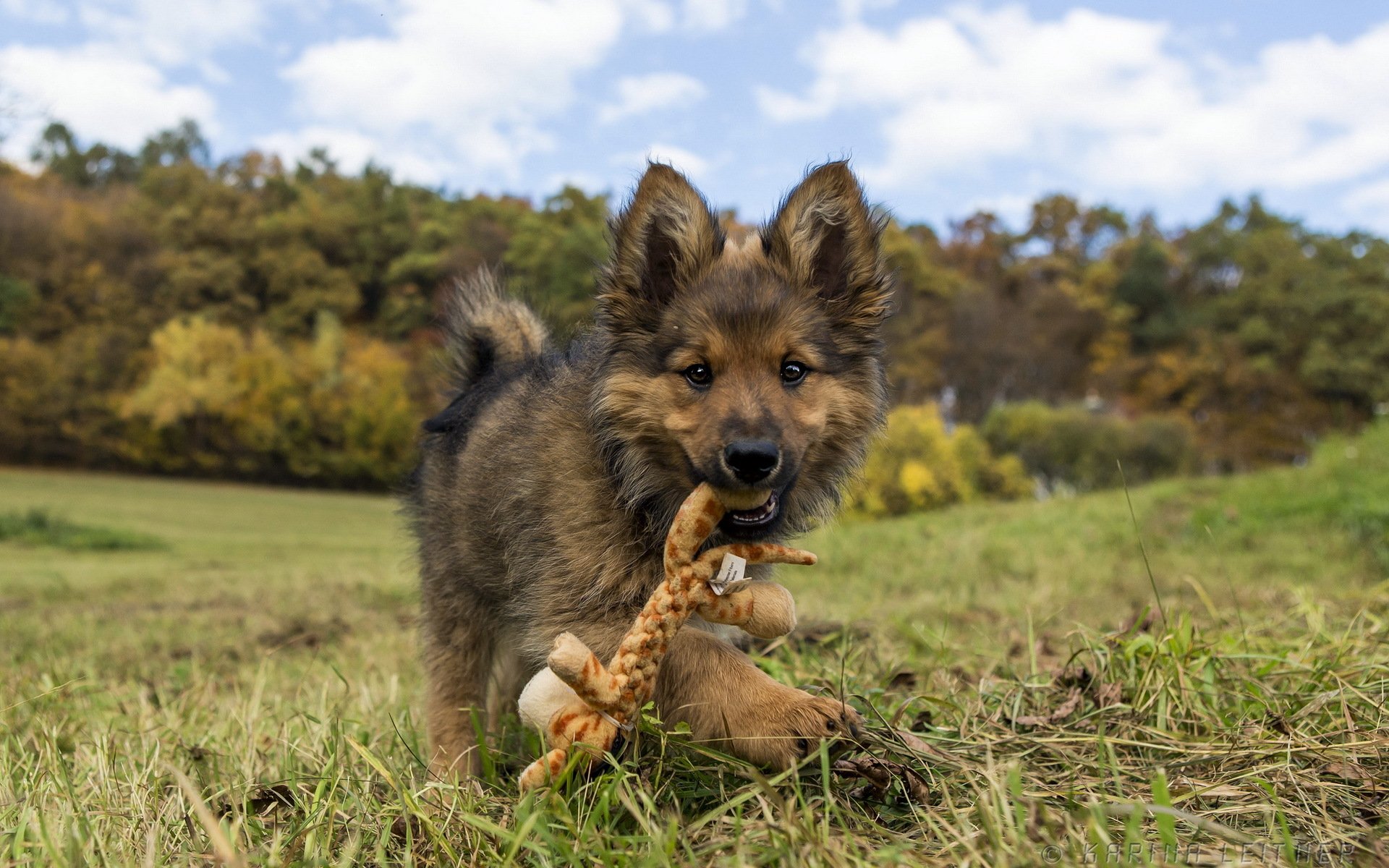 cane cucciolo giocattolo