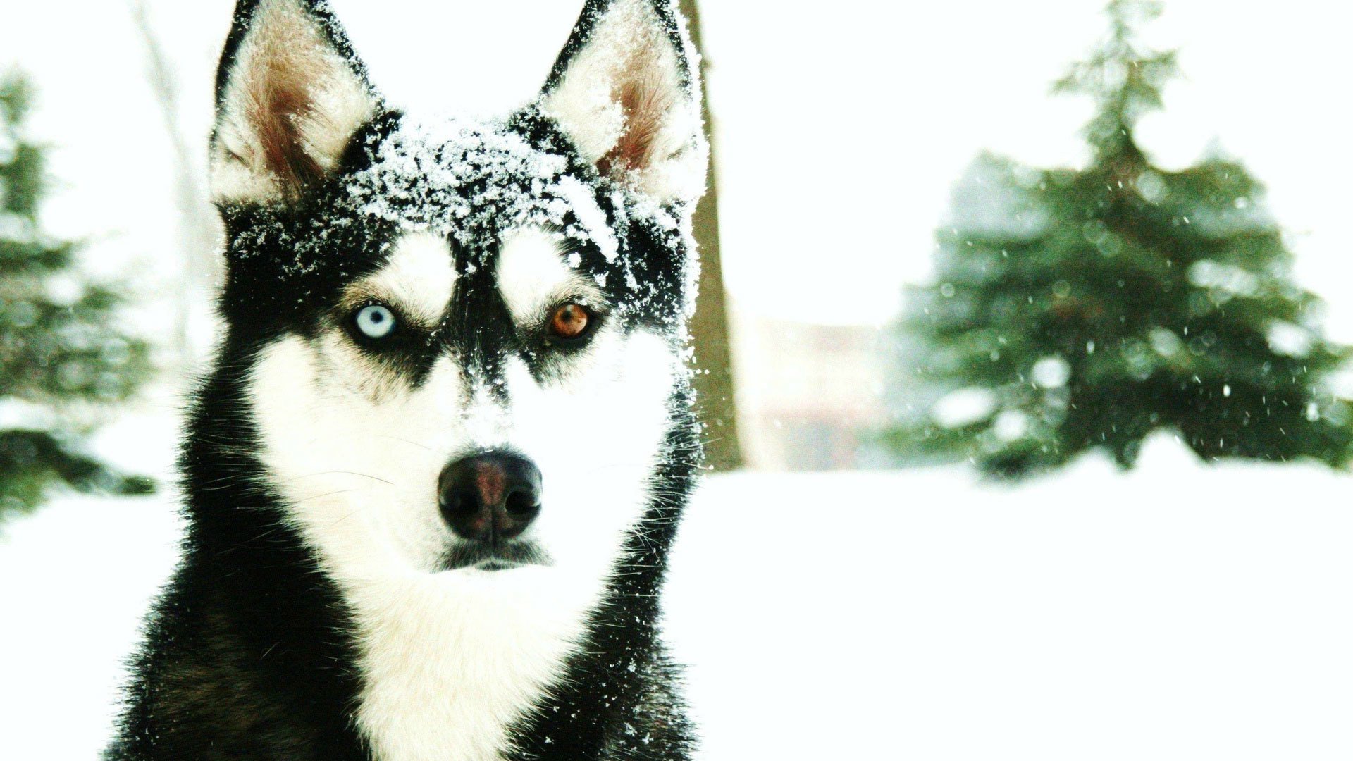 husky śnieg zima zimno