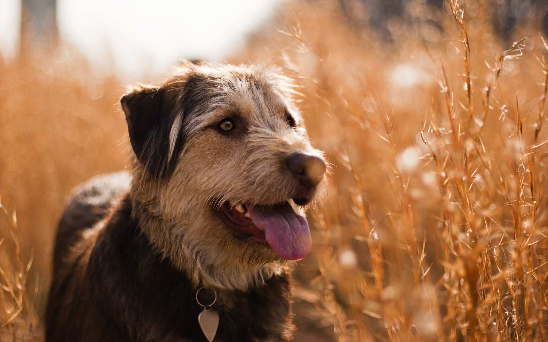 perro mirada campo verano