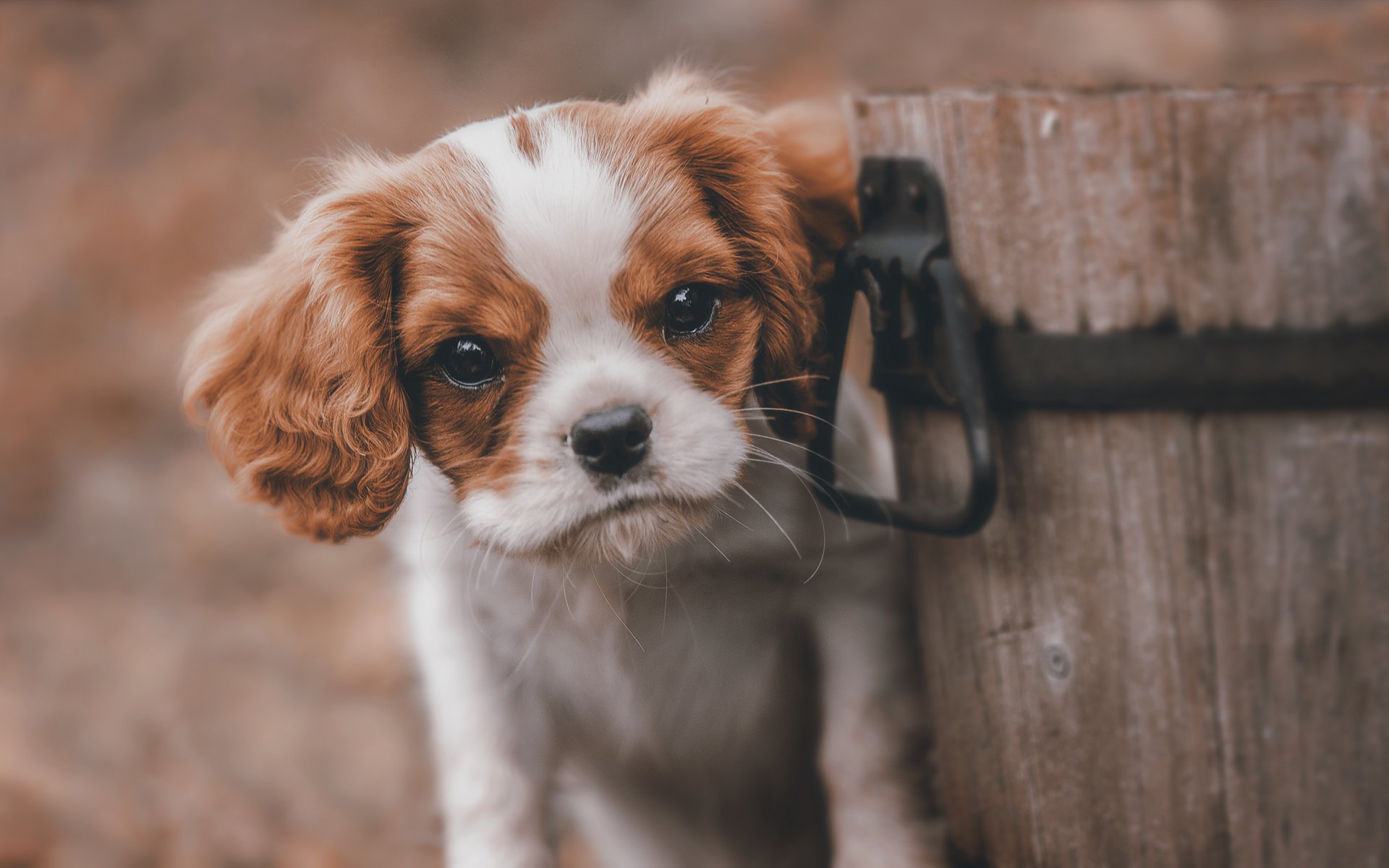 perro perrito amigo mirada cubo de madera