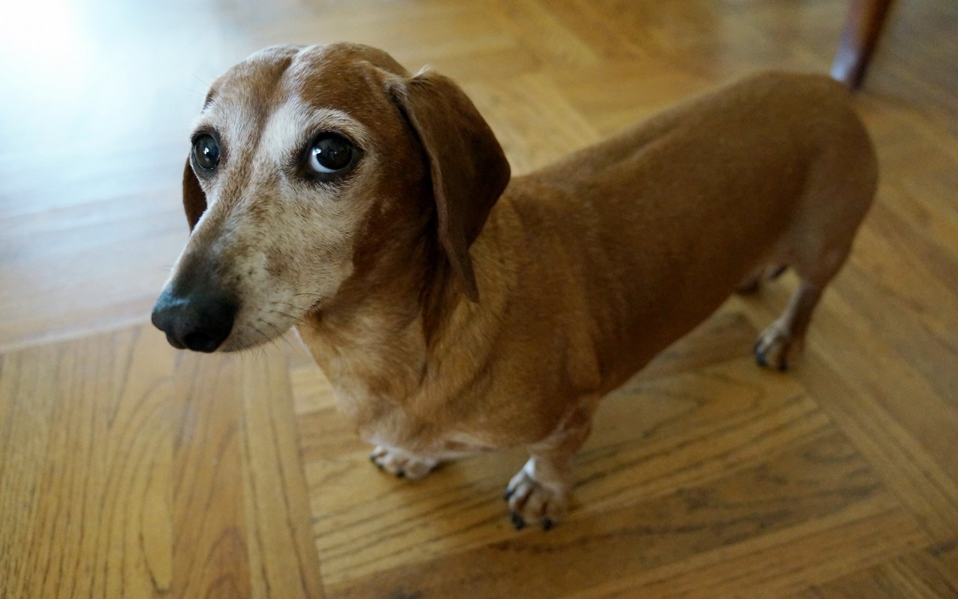 cane sguardo amico