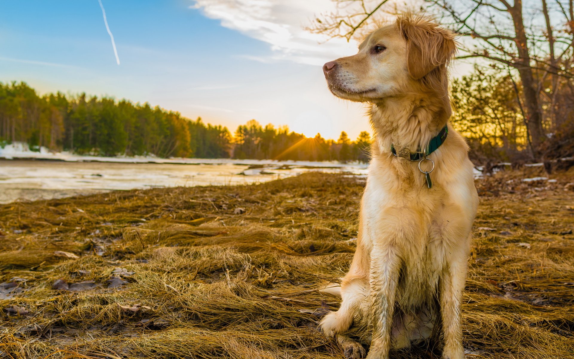 hund retriever natur