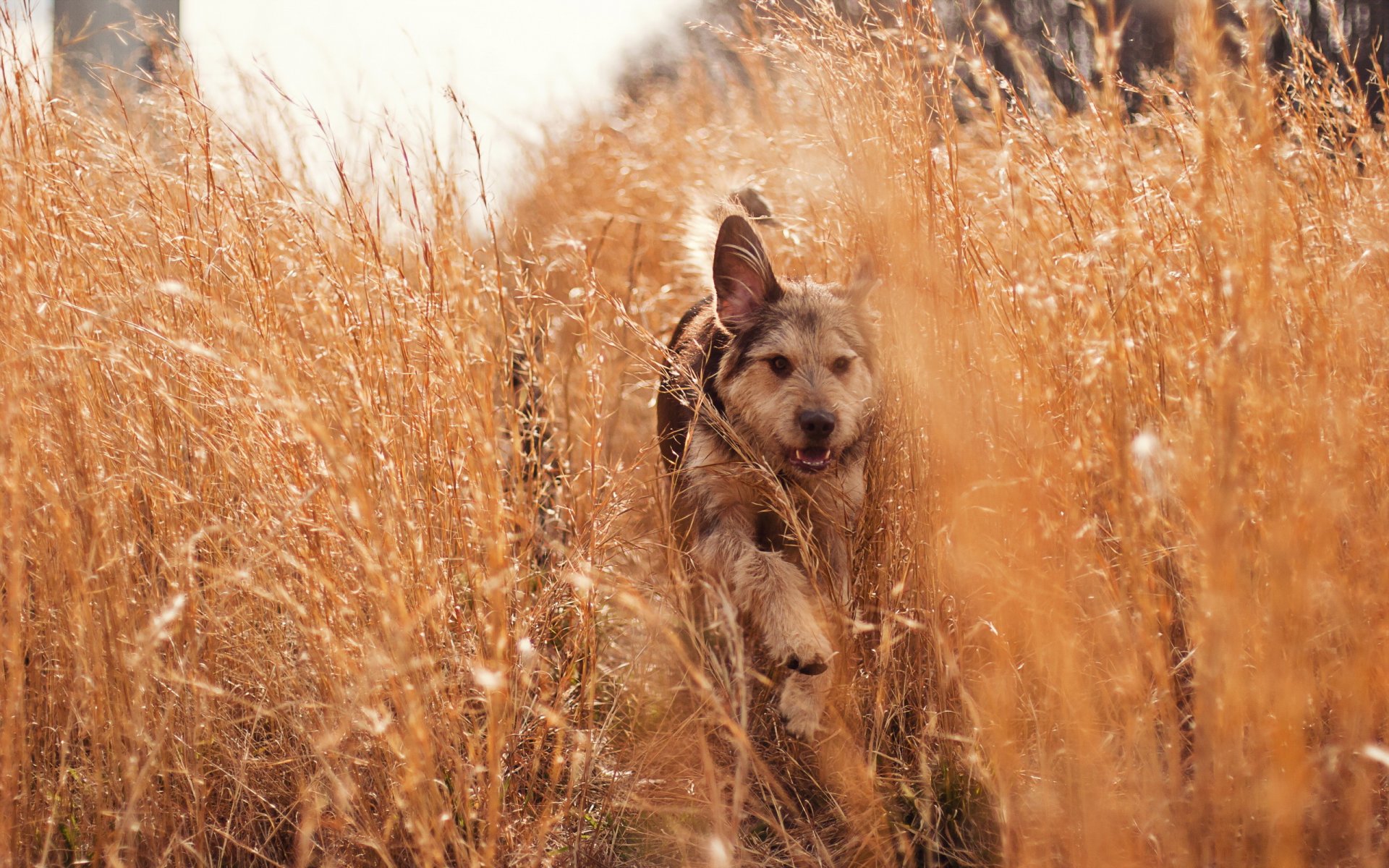 chien herbe nature