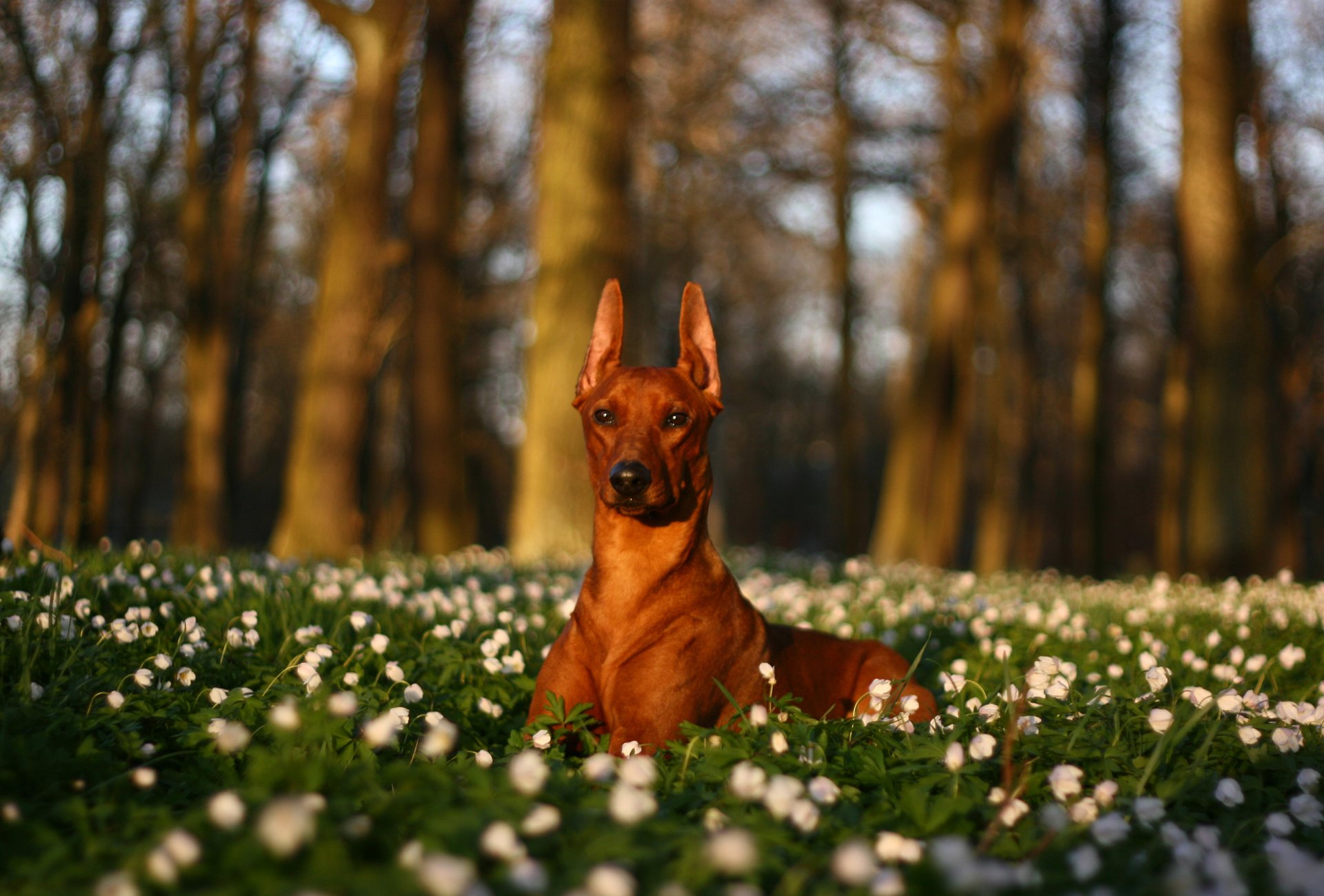 dog nature flower field tree white