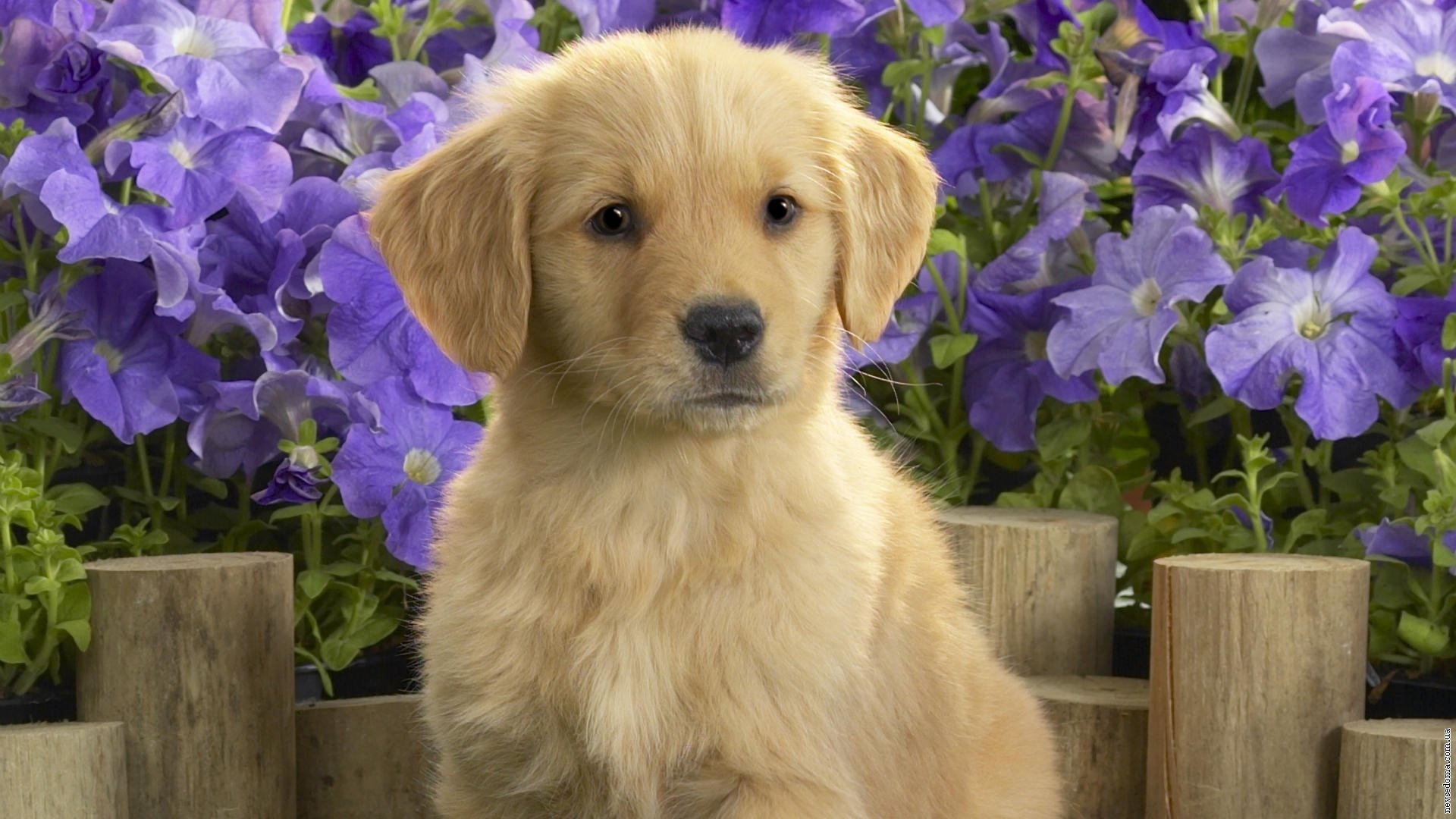 cucciolo lablador fiori