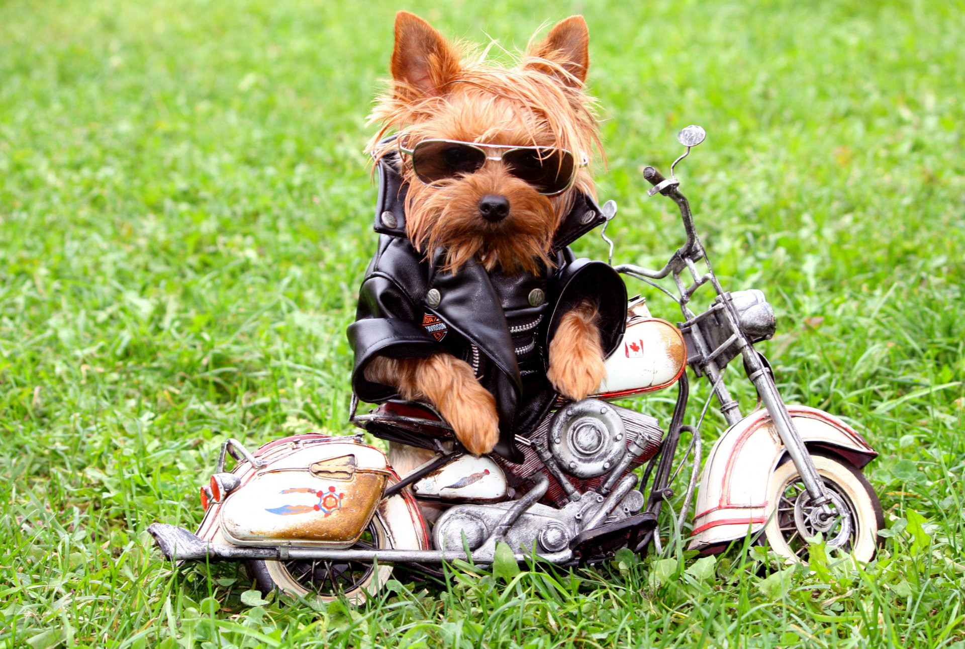 pies kurtka okulary motocykl trawa yorkshire terrier