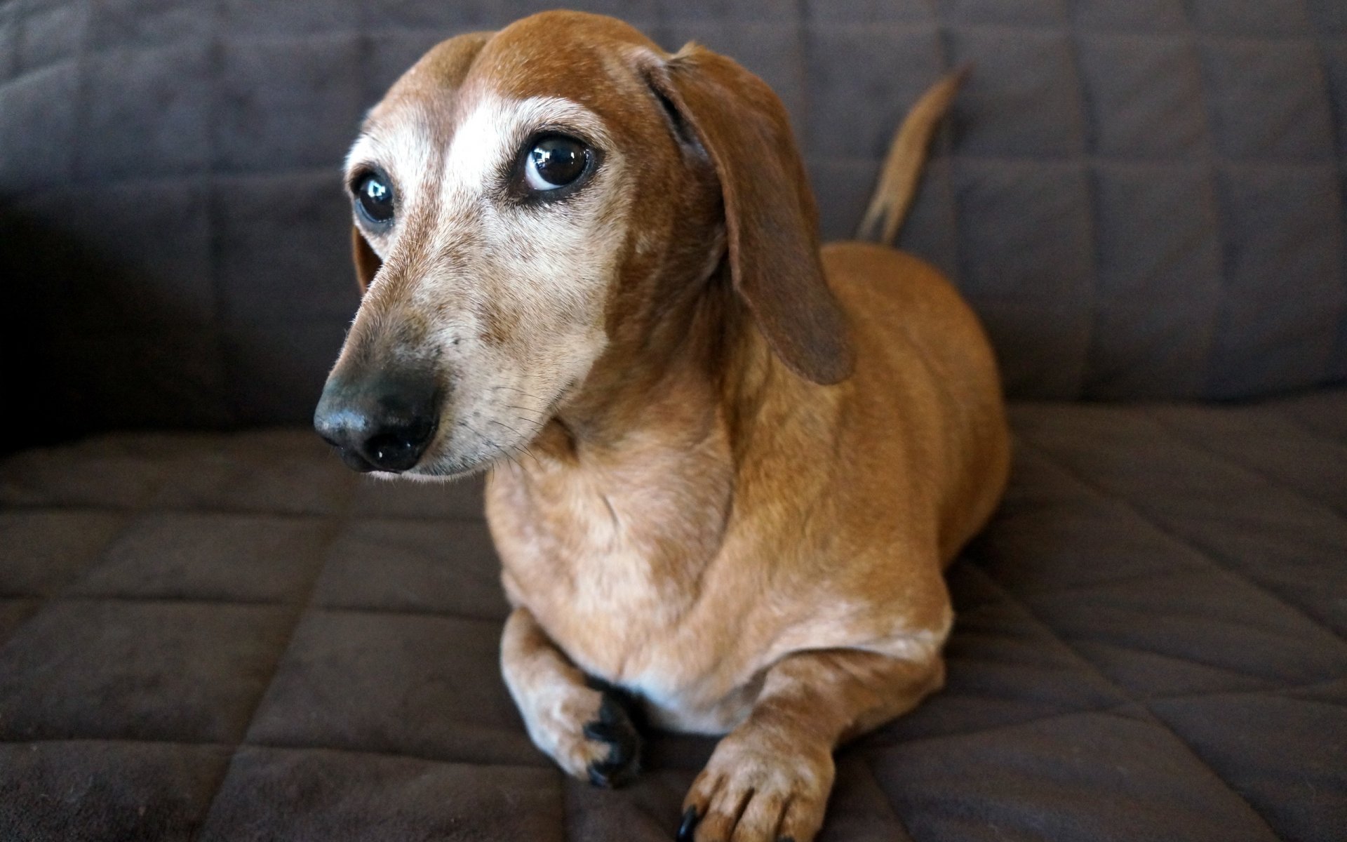 perro mirada amigo